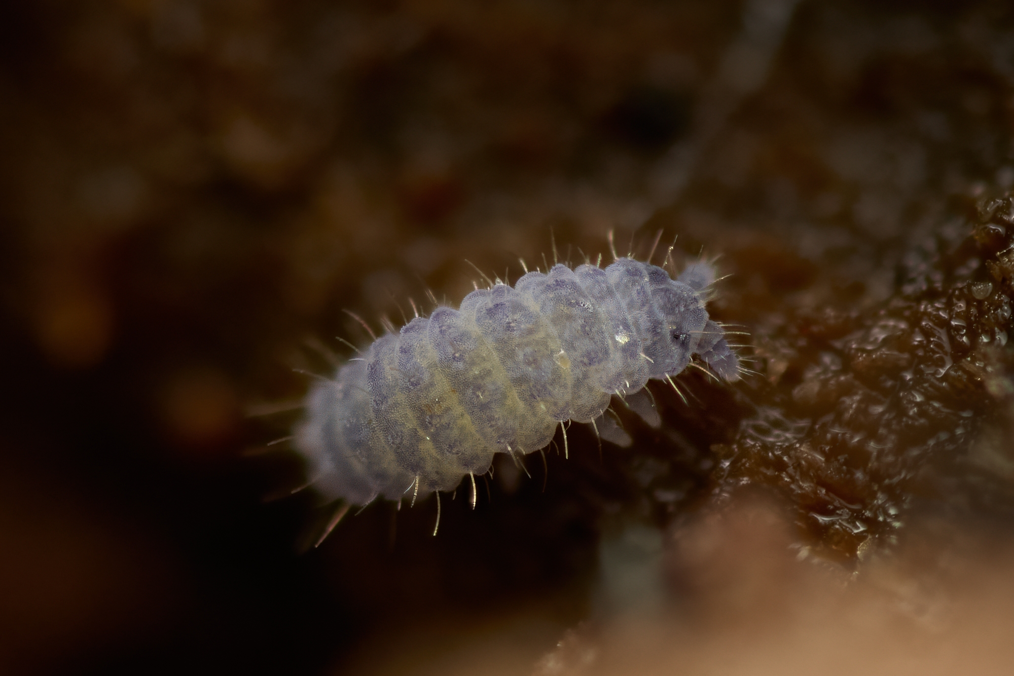 Neanura sp.