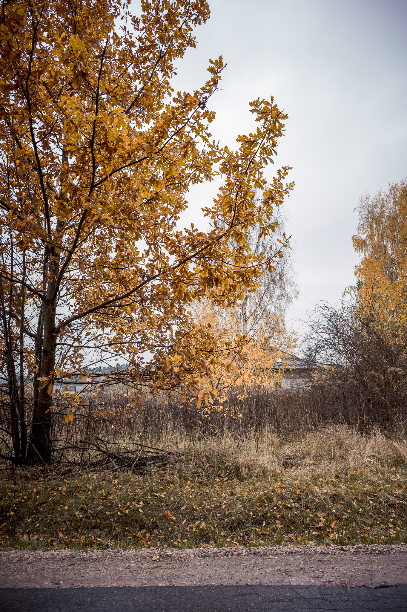 foto dall' auto dei colori autunnali