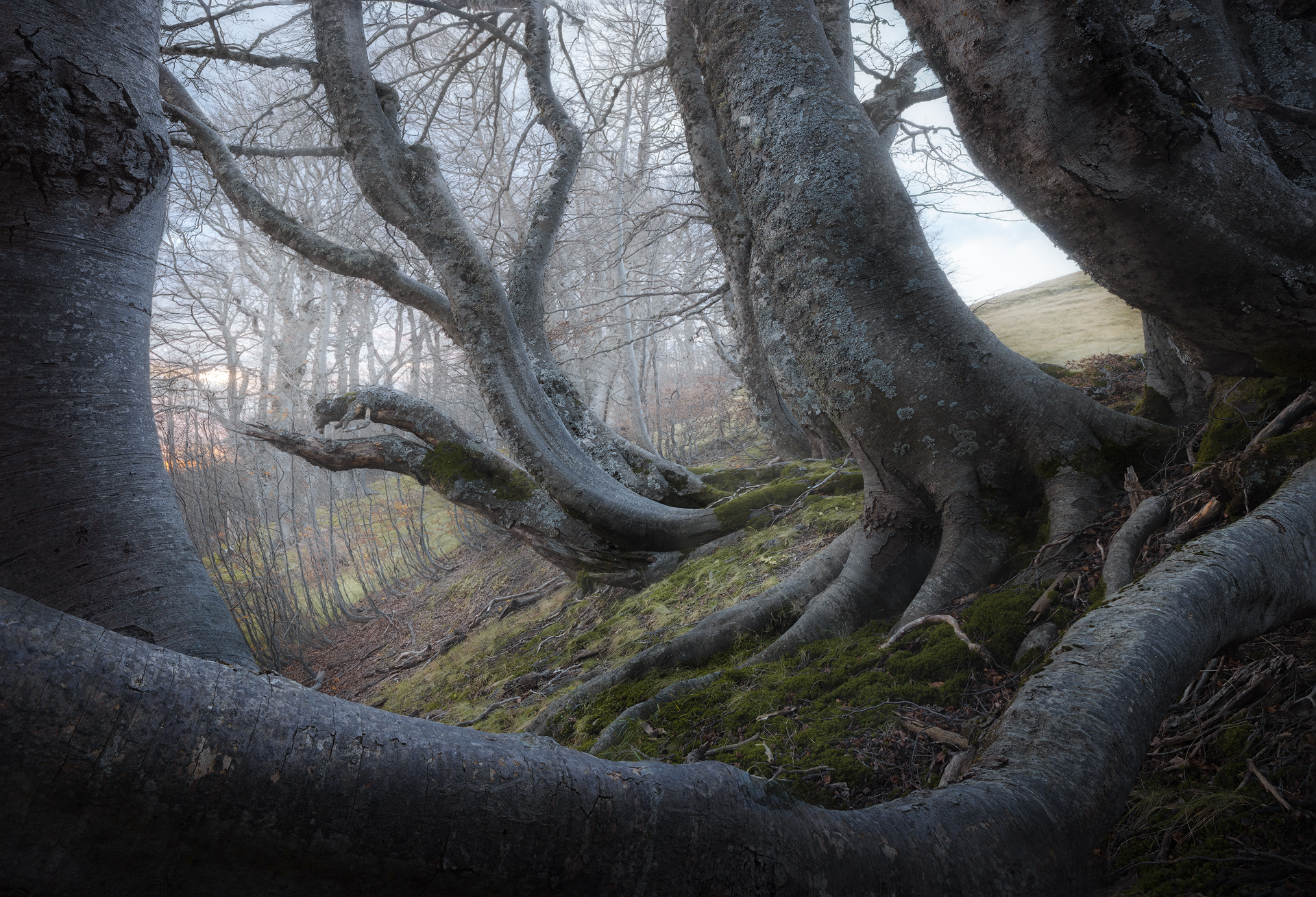 Ceppo rocca santa maria