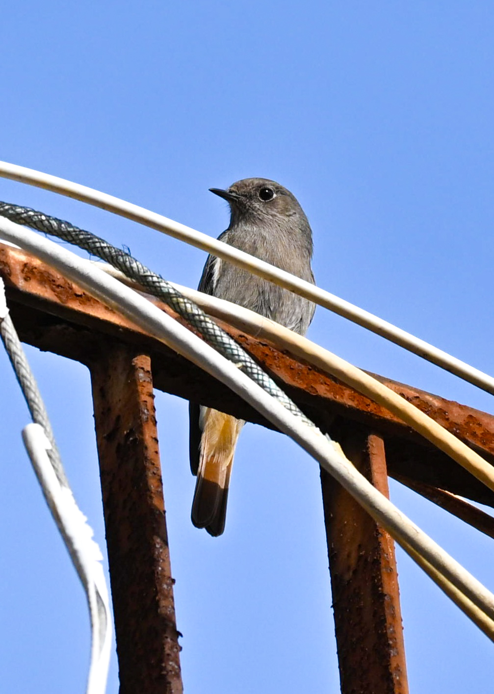 Codirosso spazzacamino
