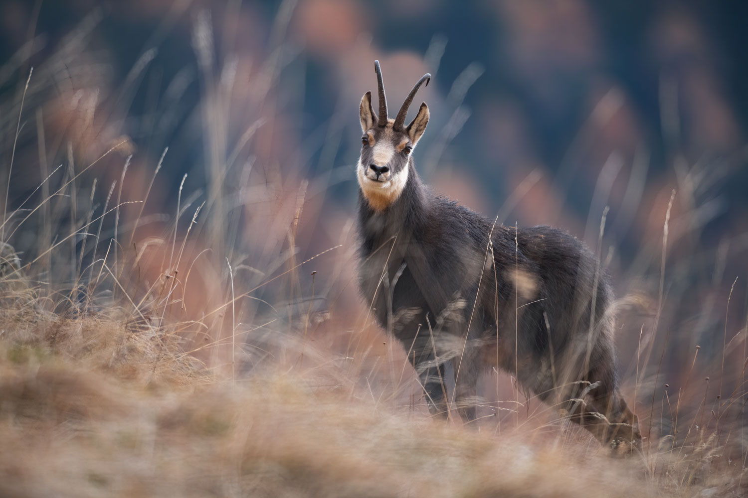 Chamois