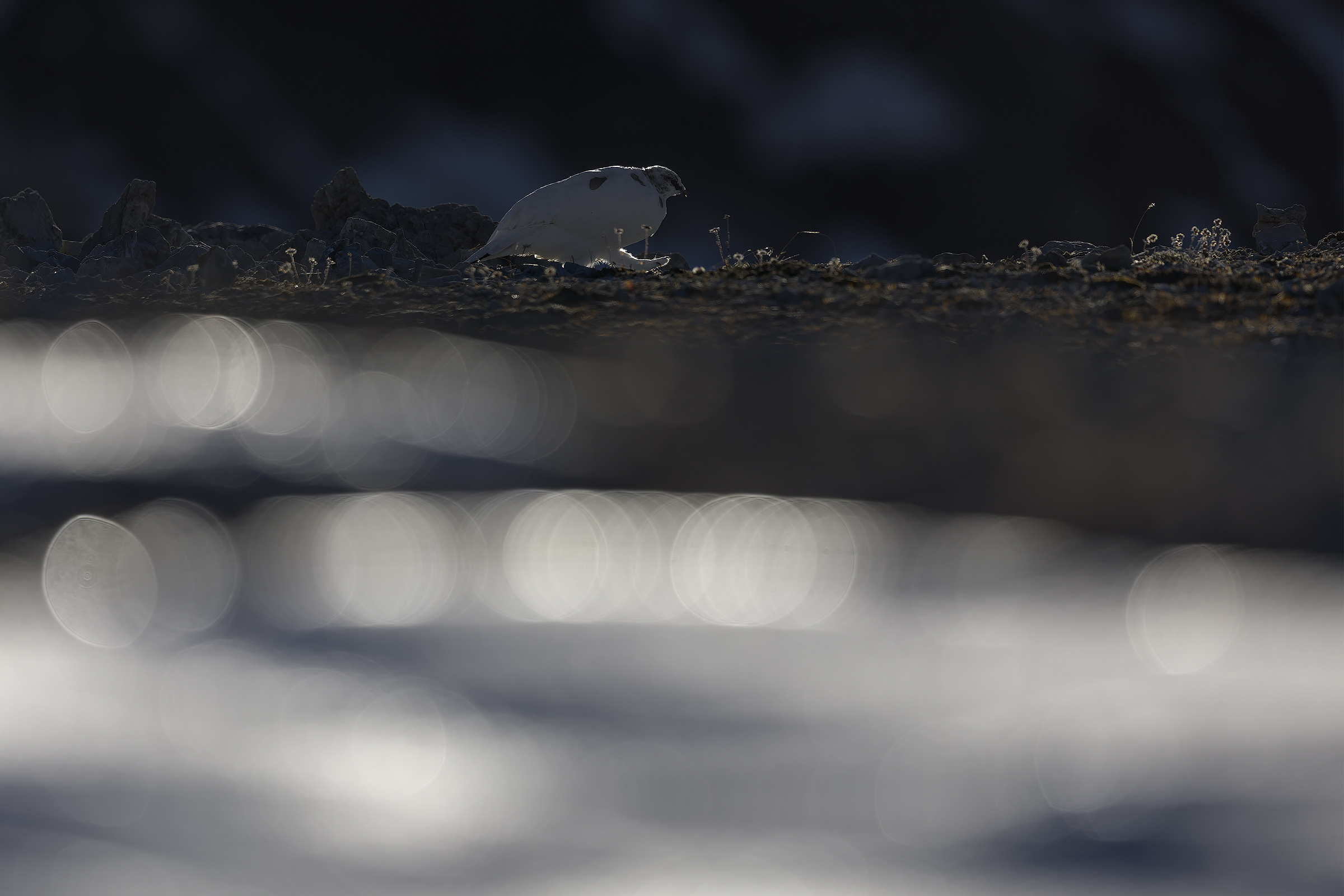 Pernice controluce