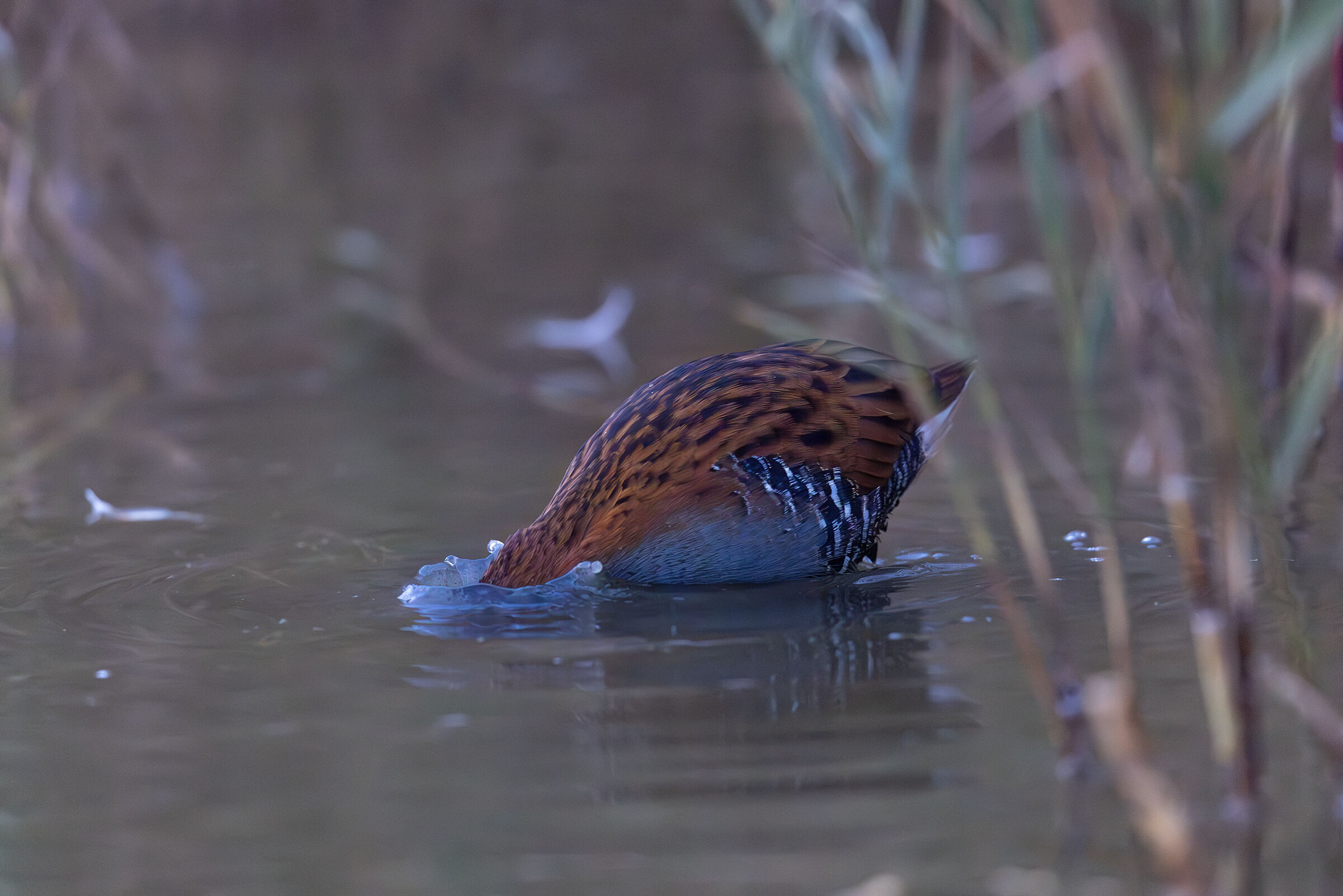 The Water Rail Dive