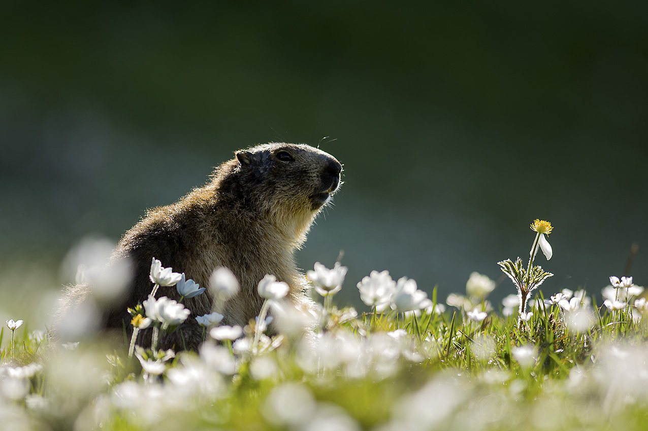 Marmot