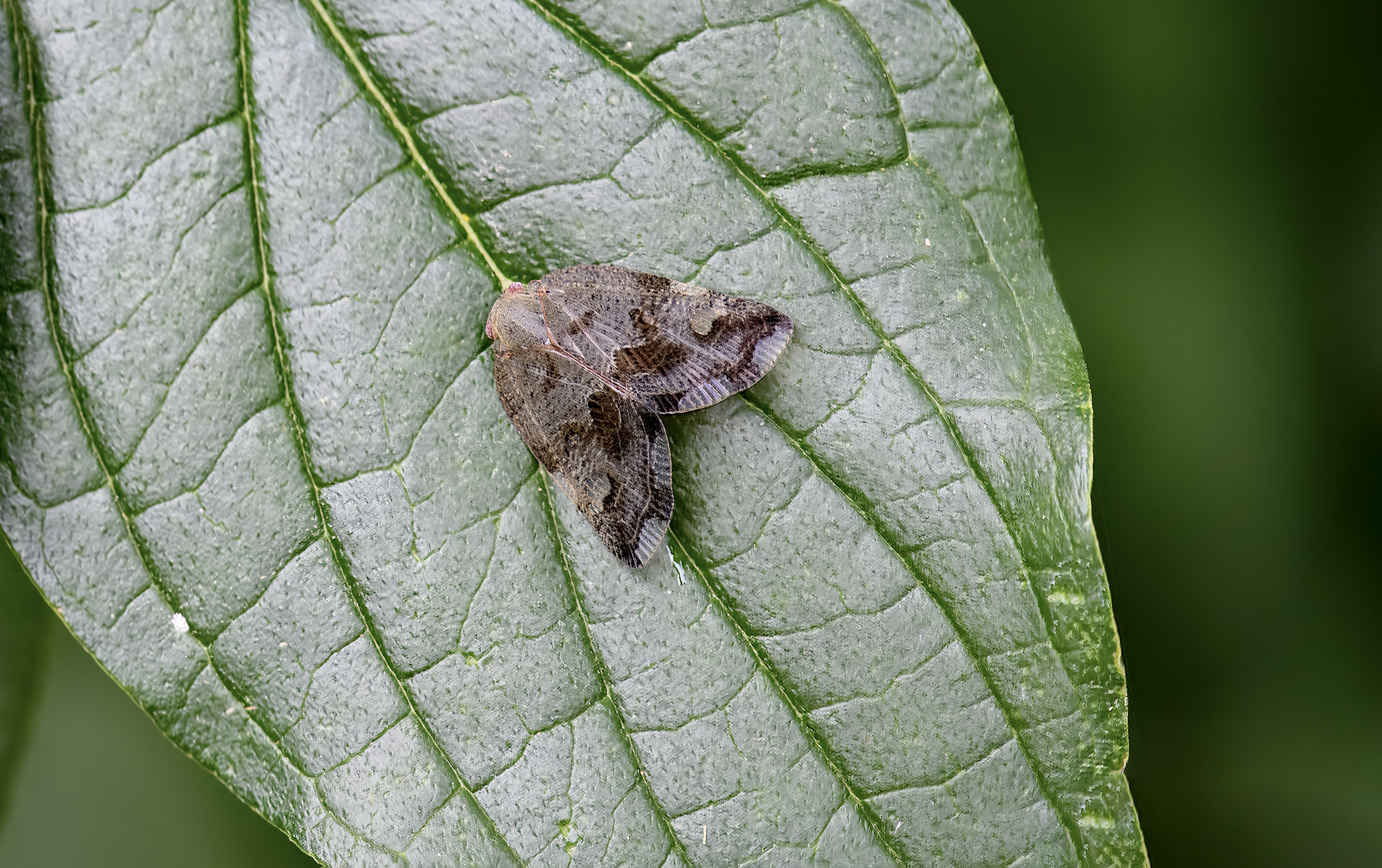 Ricania speculum