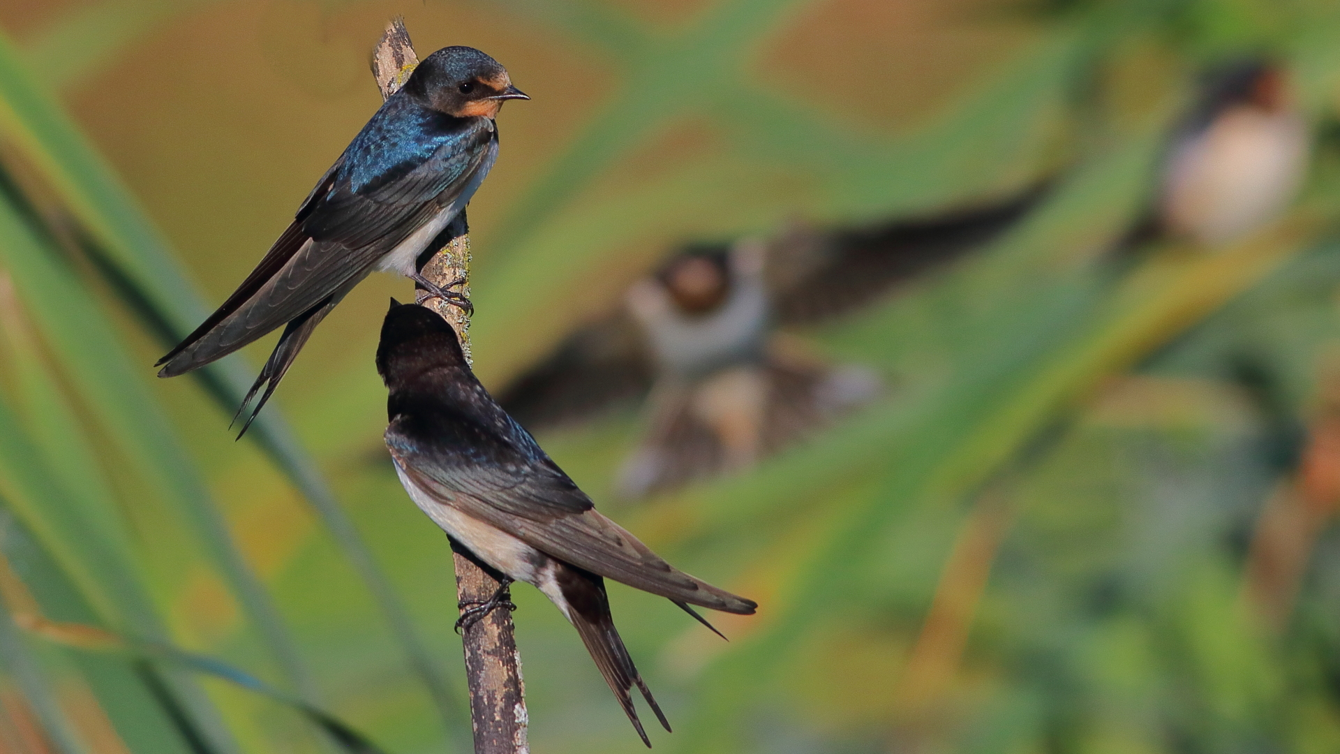 Golondrina, Hirundo Rustica