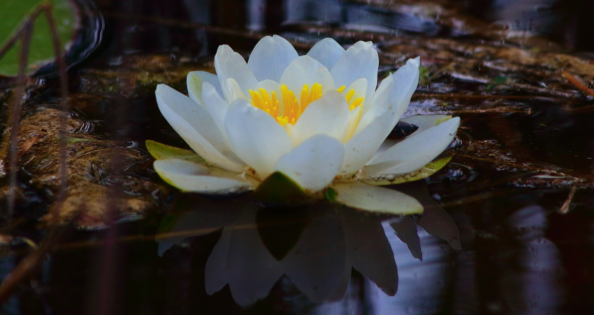 Nenúfar Blanco, Nymphaea Alba
