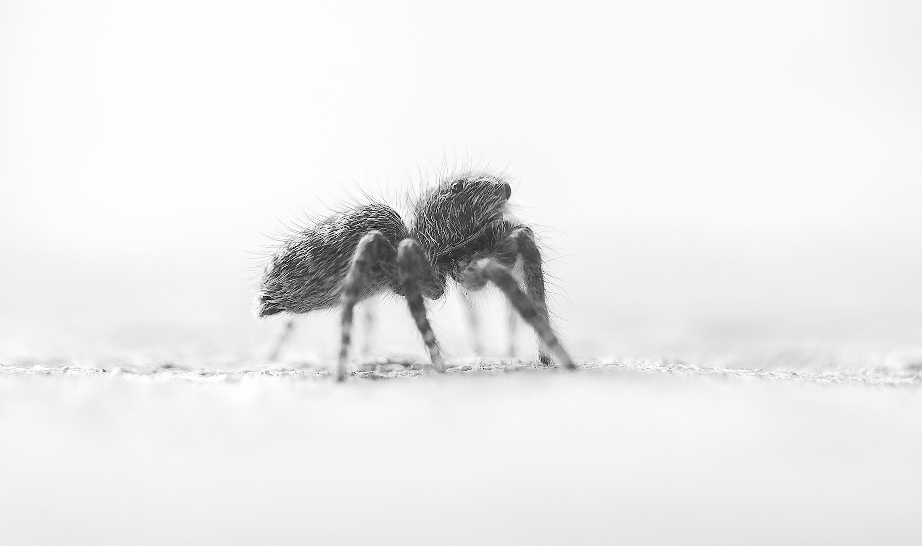 Salticidae