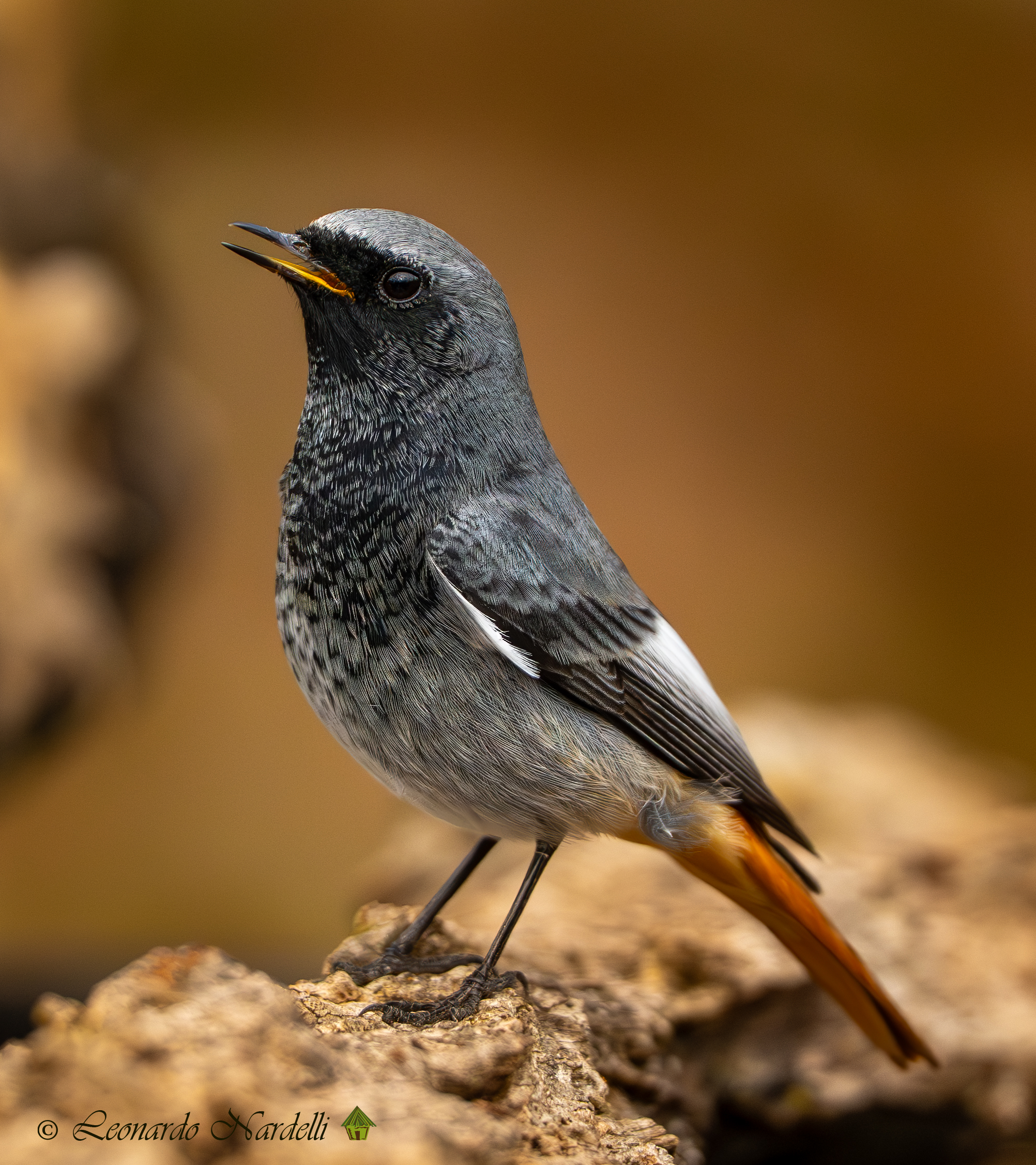Chimney Sweep Redstart (Phoenicurus ochruros),
