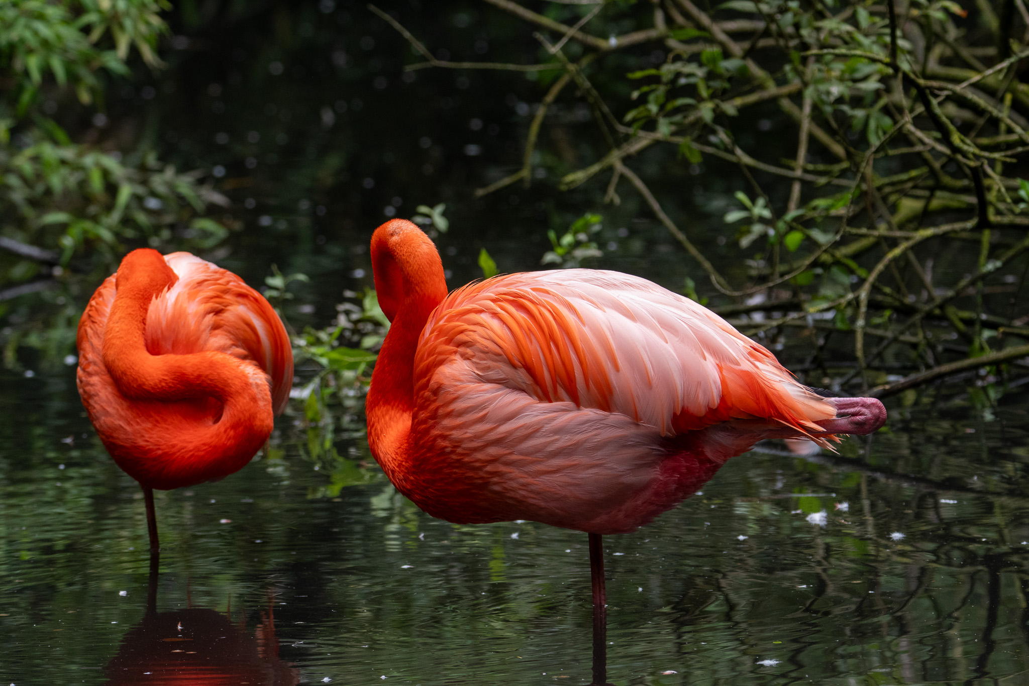 Flamingos intent on cleaning themselves