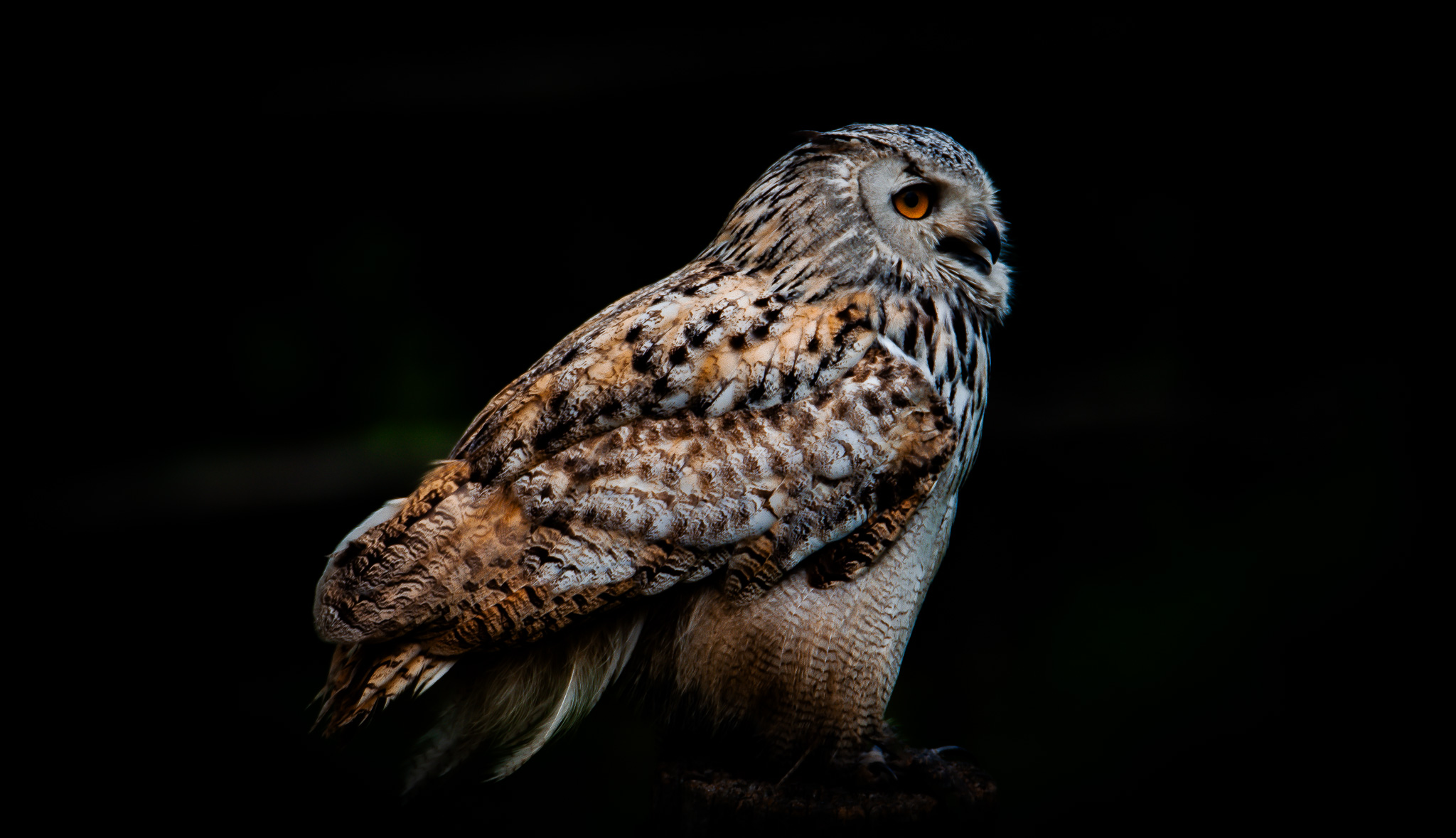 Eagle owl watching