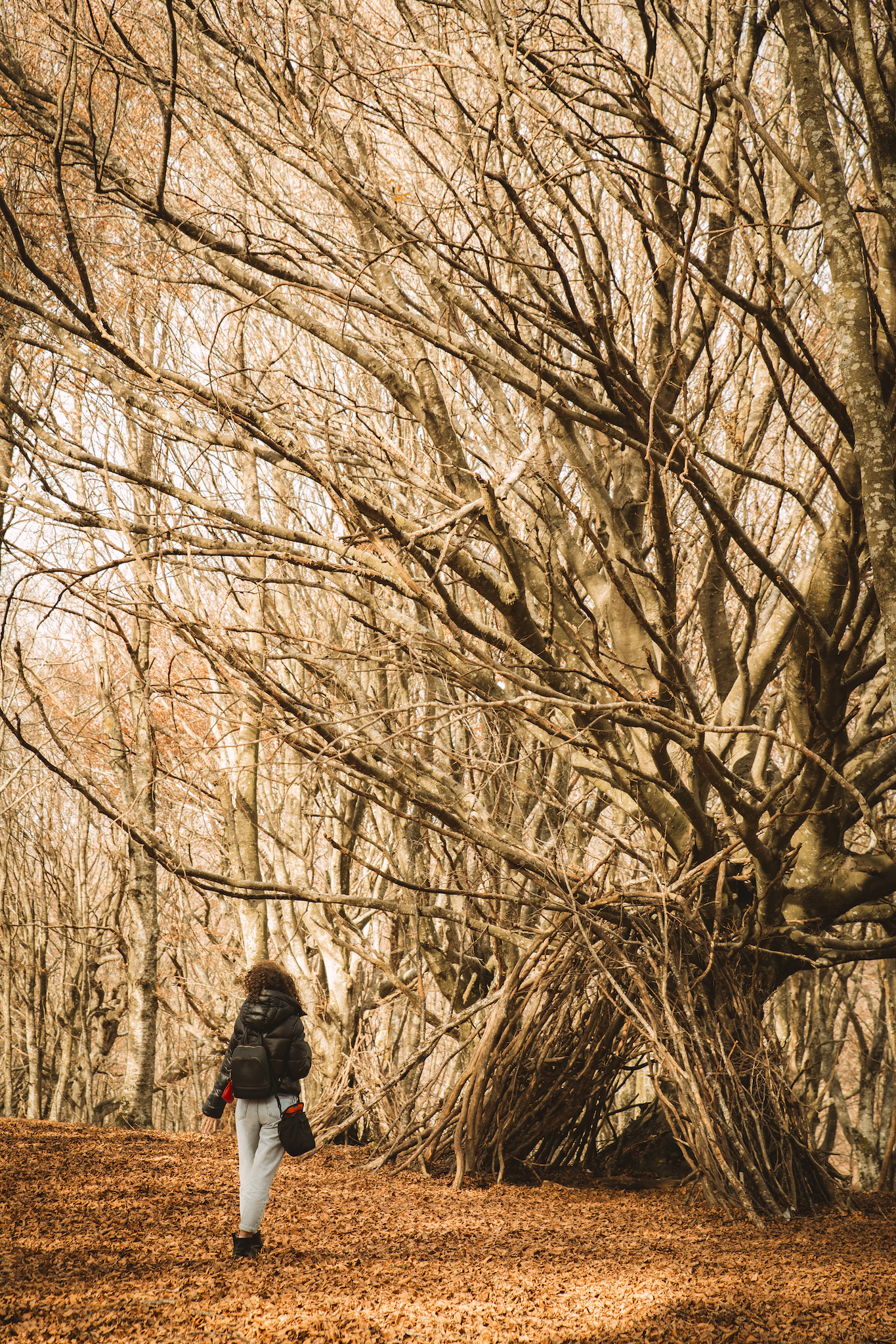 Shelter in the branches