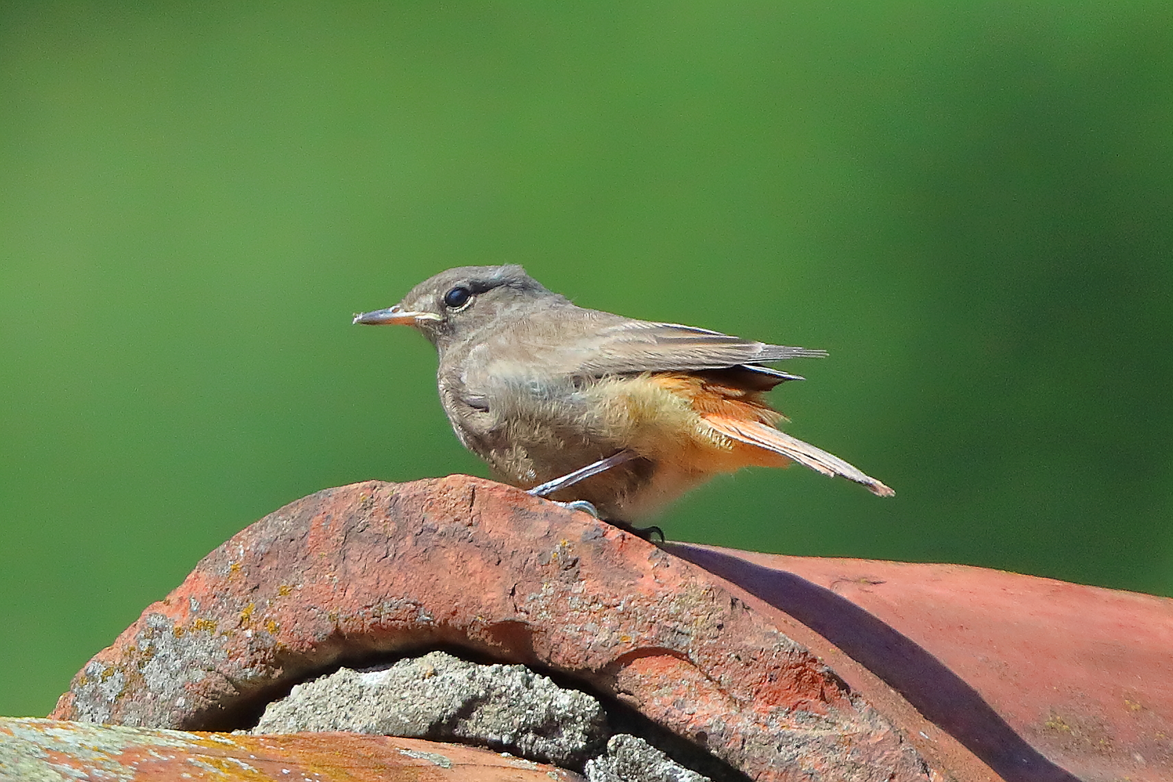 Codirosso 09 luglio 2025 - 0039