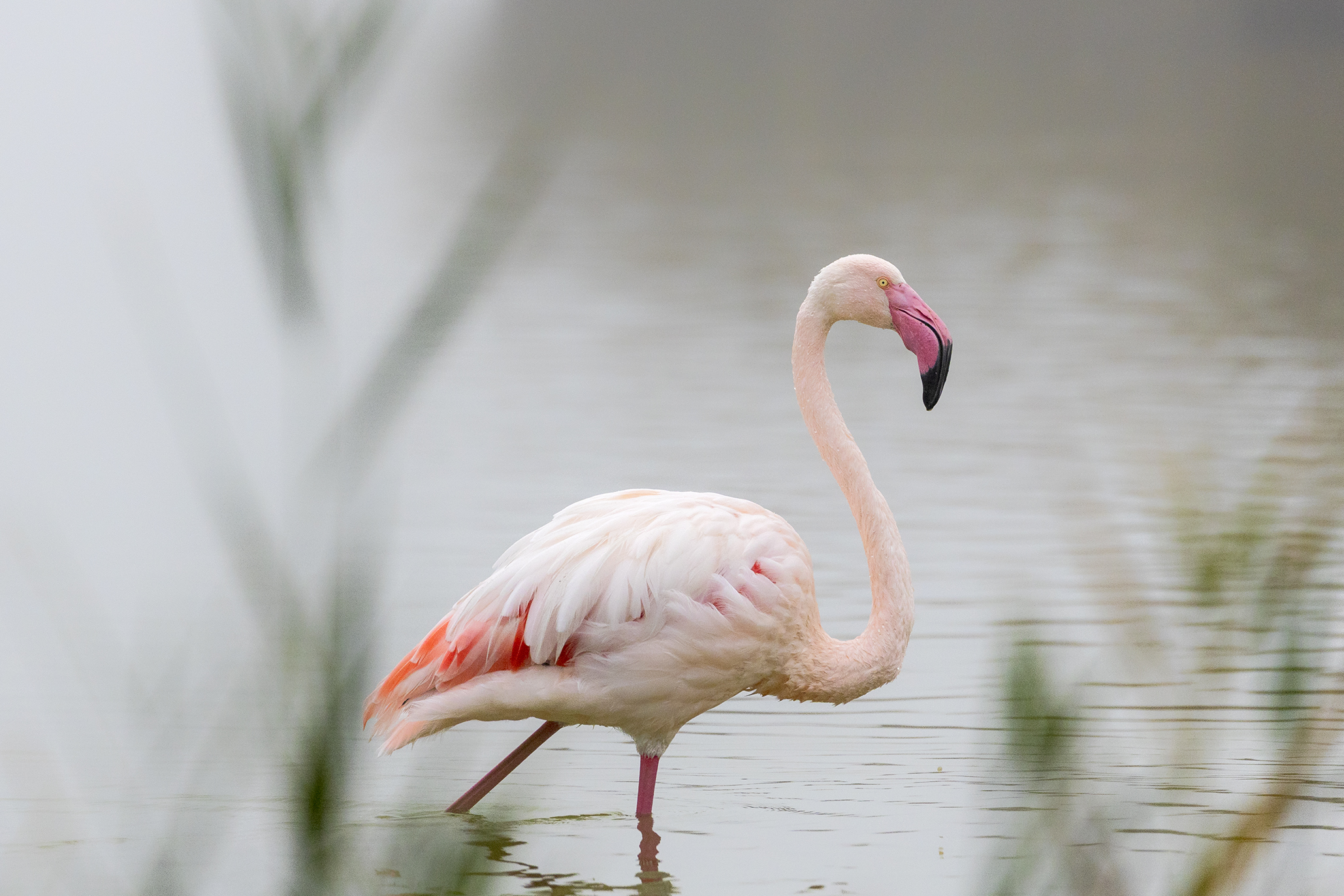 Flamingo