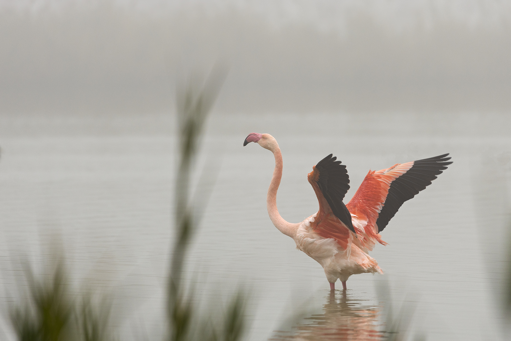 Flamingo