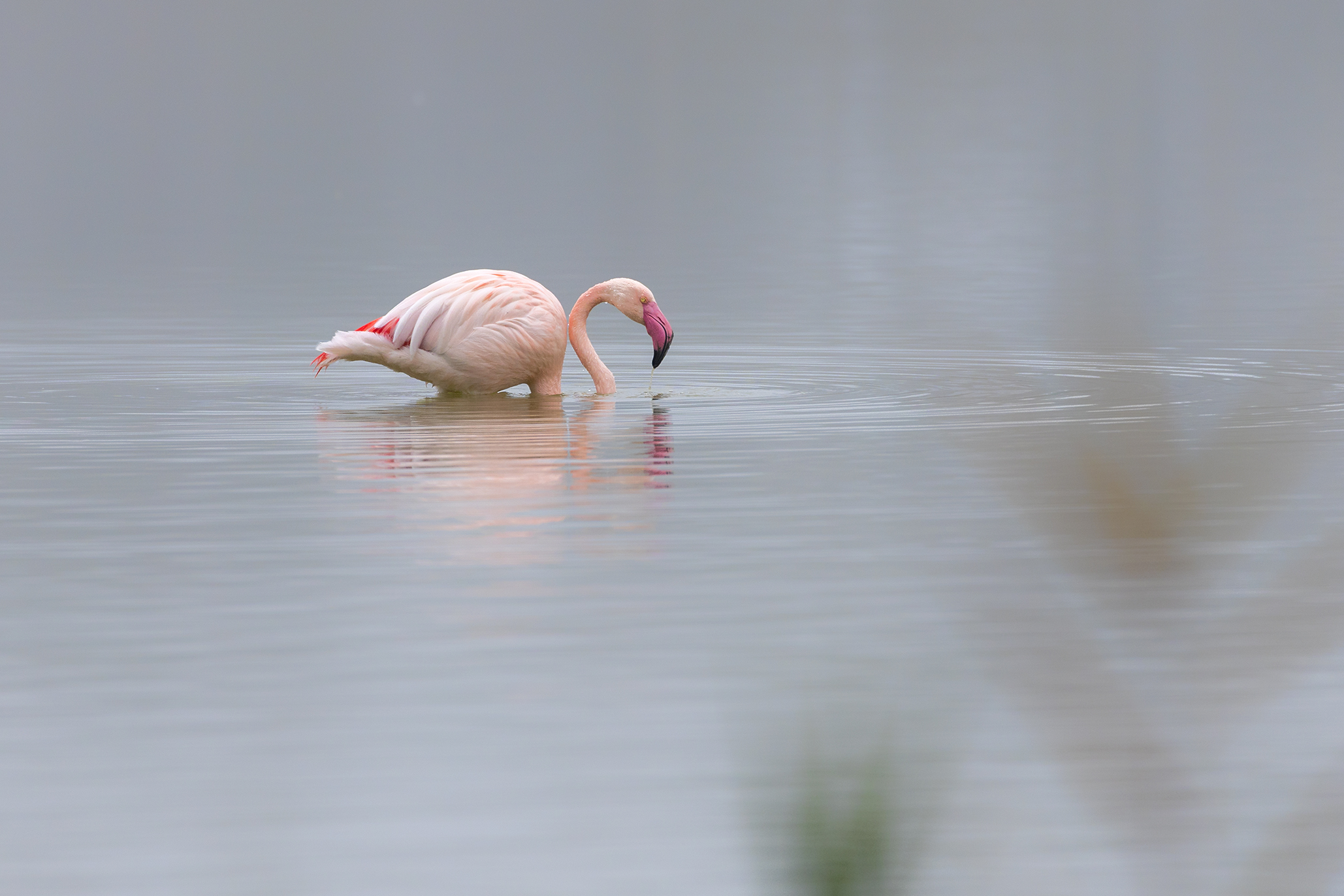 Flamingo 3