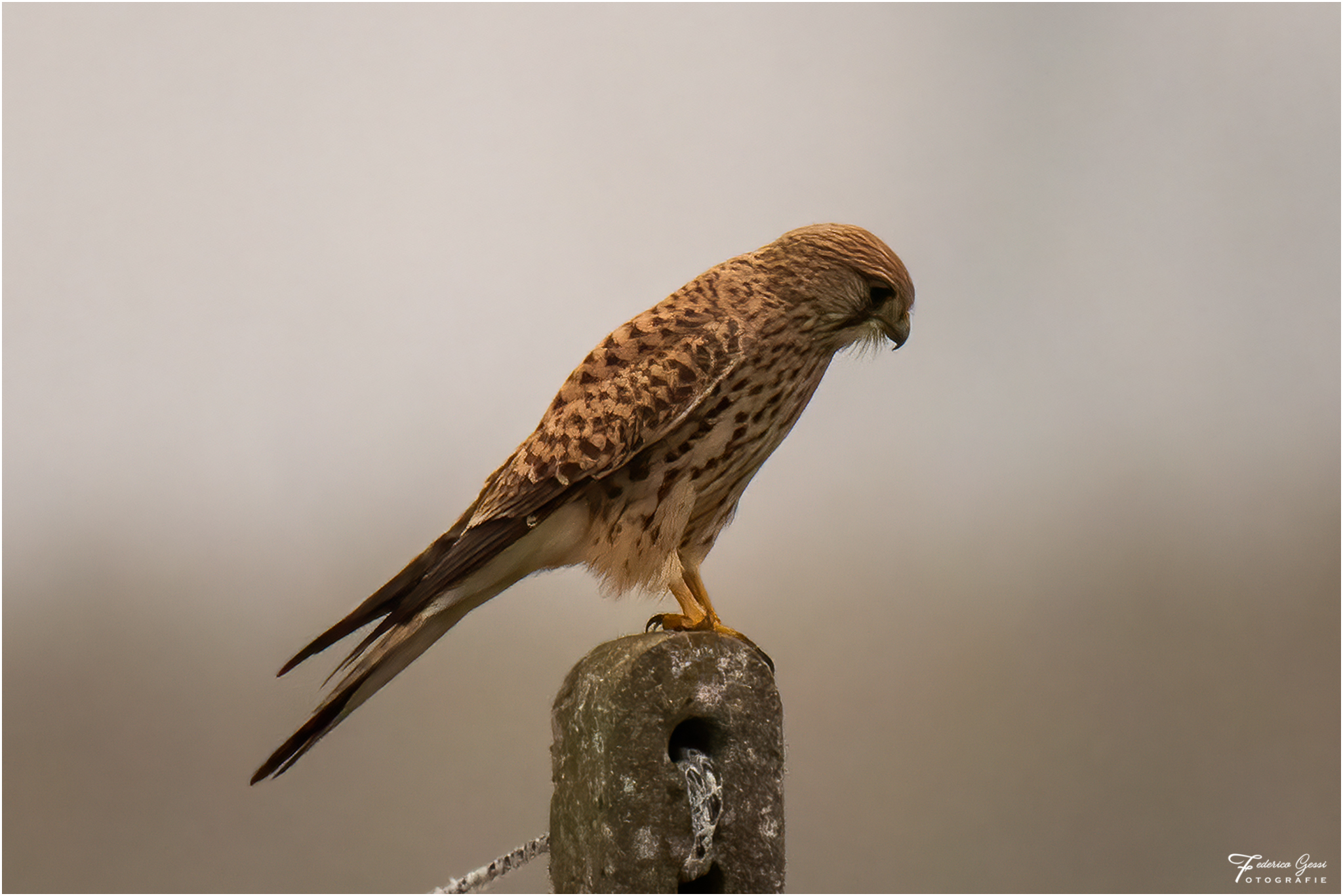 Kestrel observer