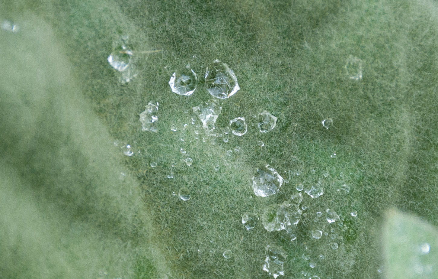 Dew on Wild Mullein