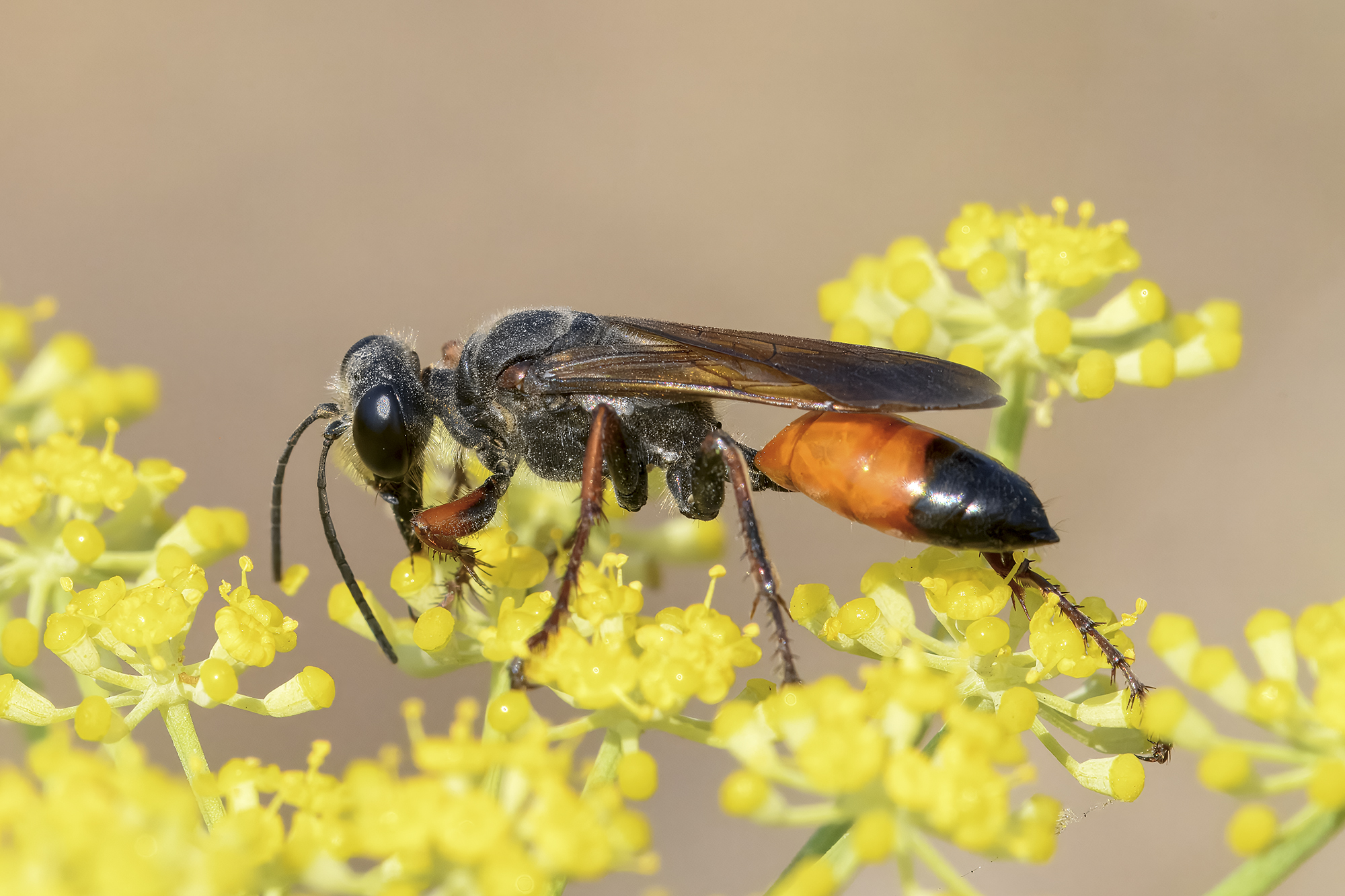 Sphex funerarius