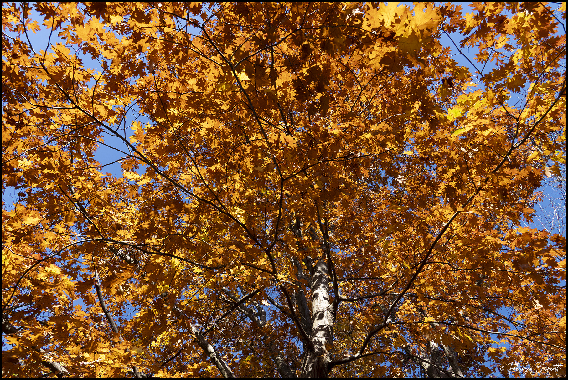 The season of colors