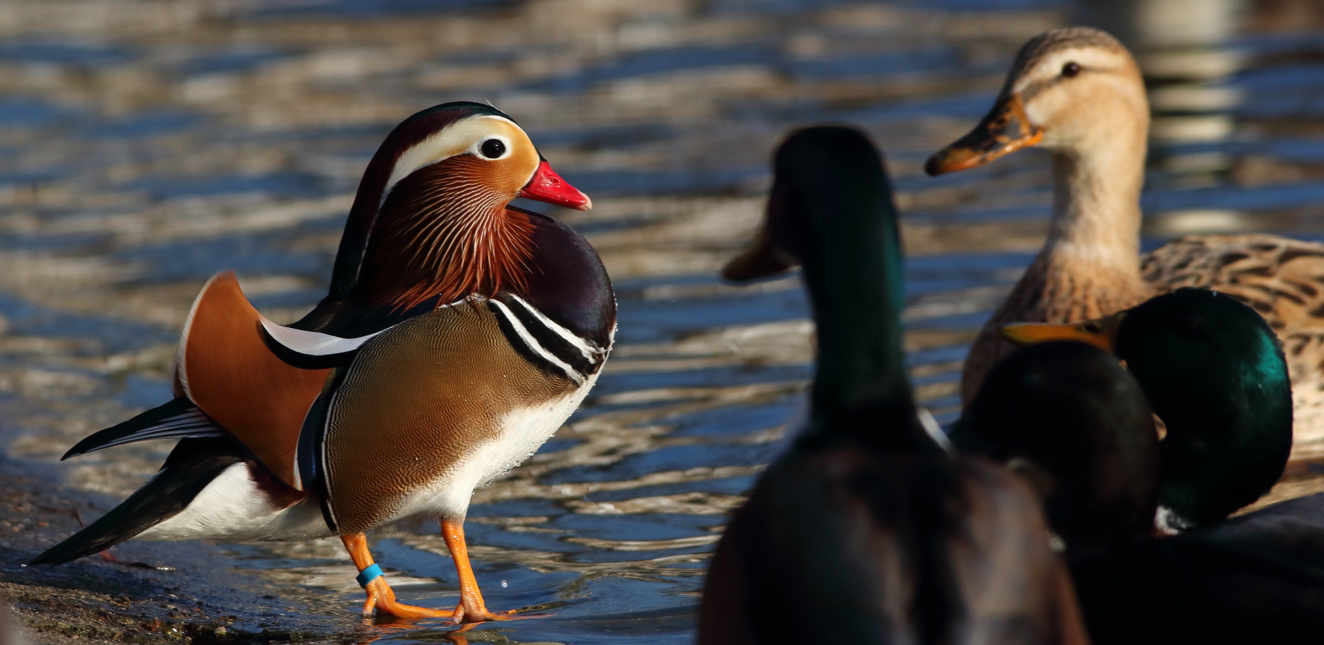 Pato Mandarín, Aix galericulata