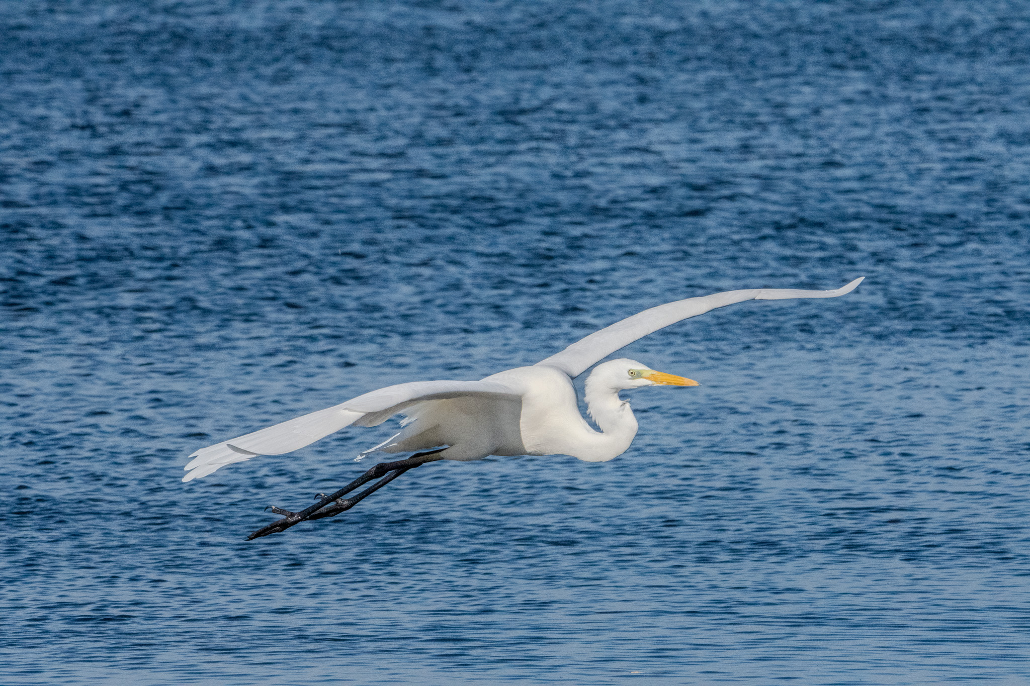 Heron in flight