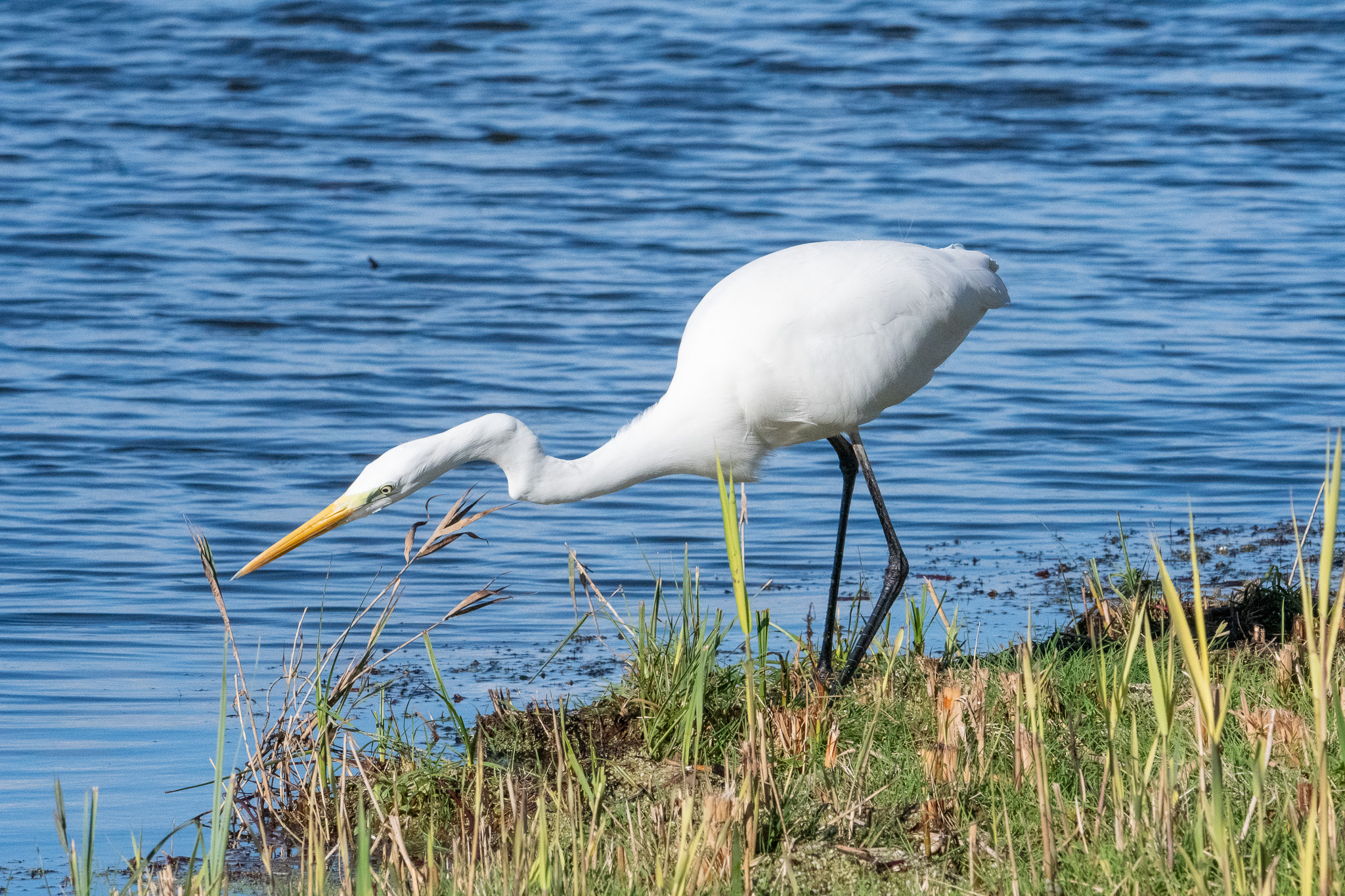 Heron hunting