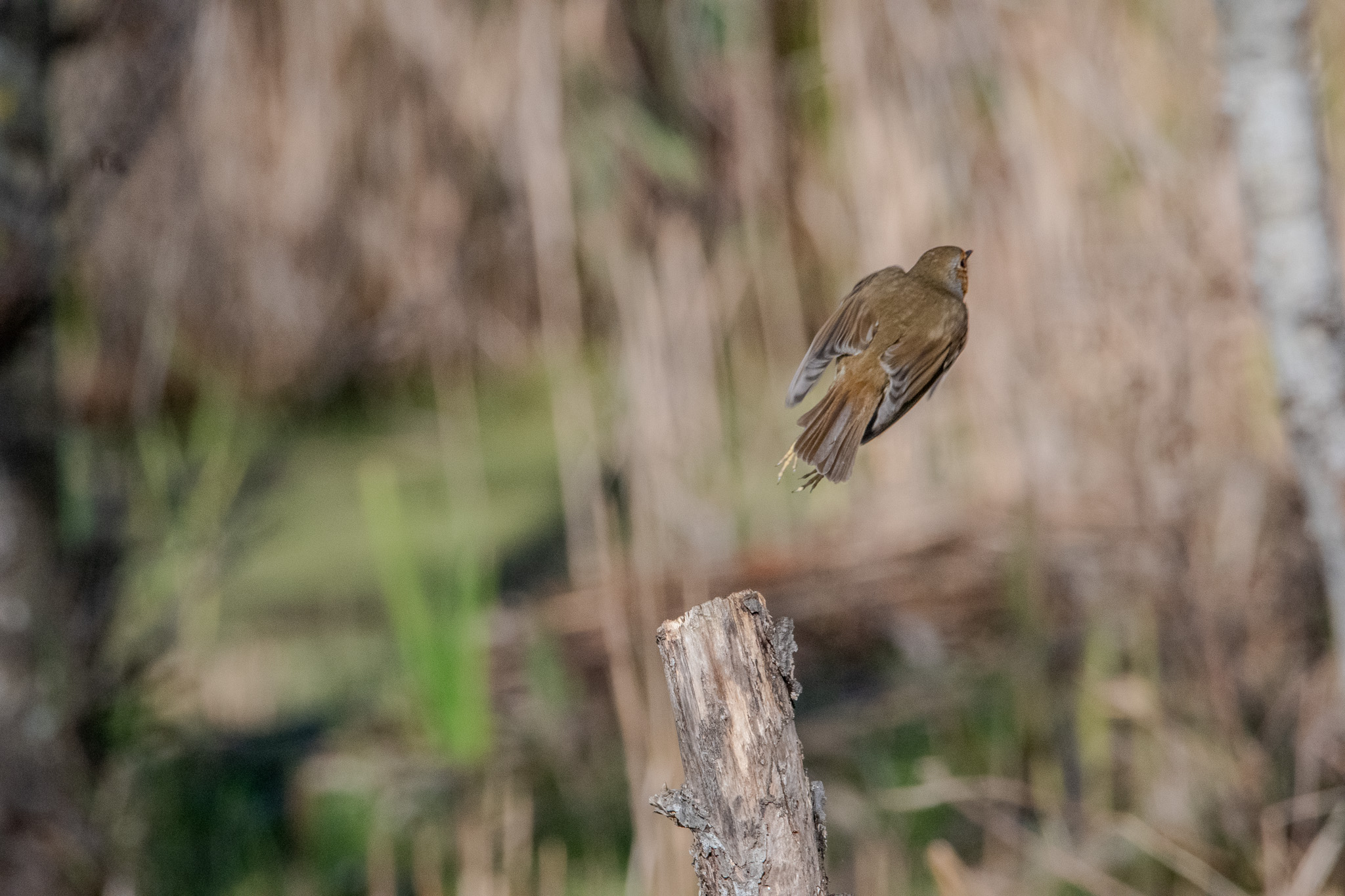 Robin in flight