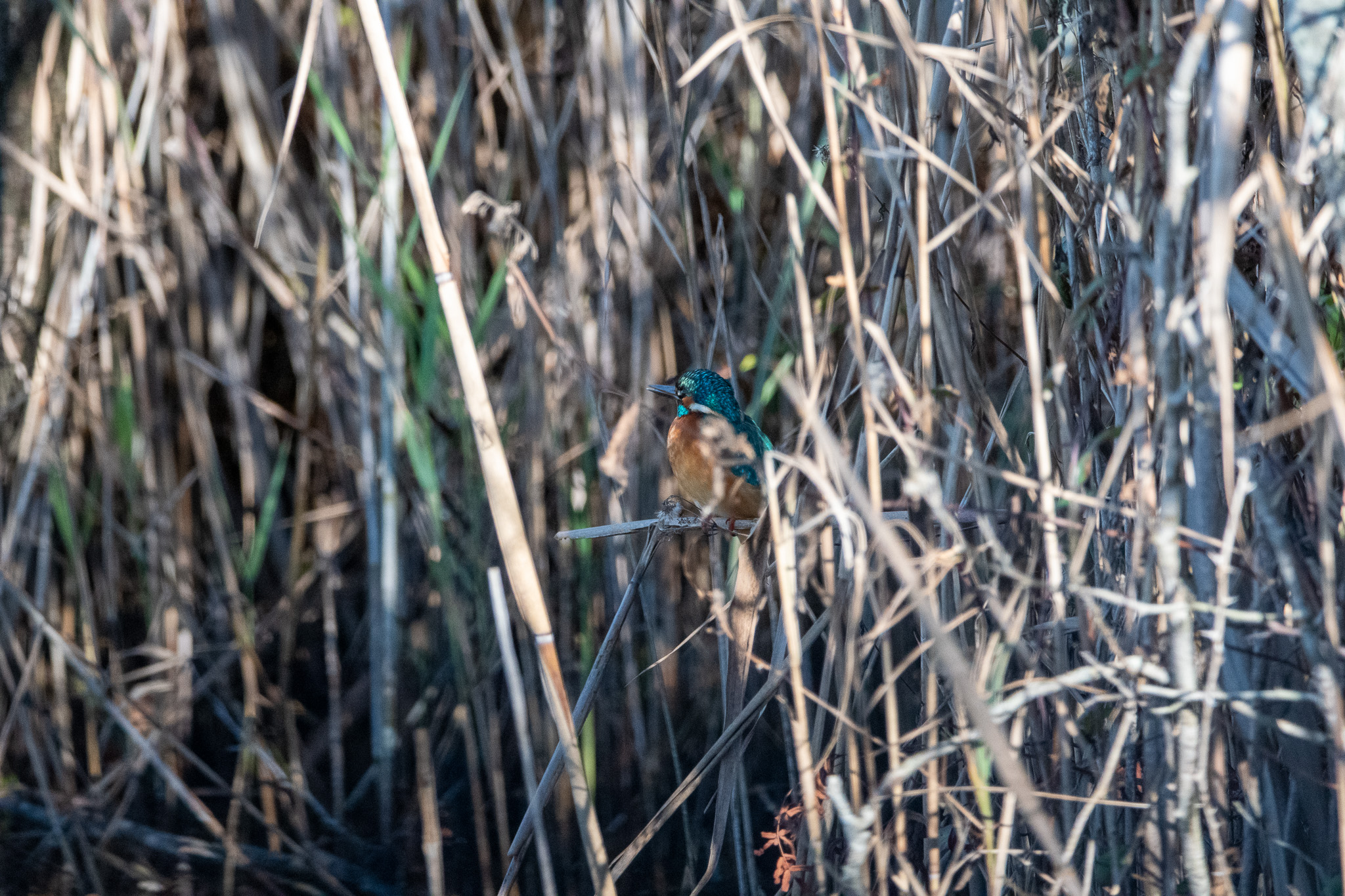 Kingfisher