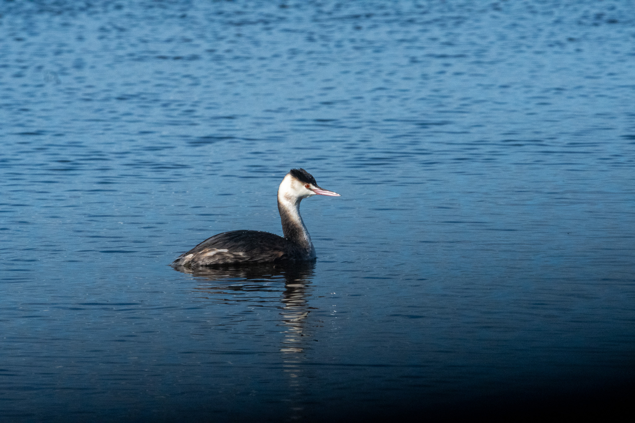Grebe