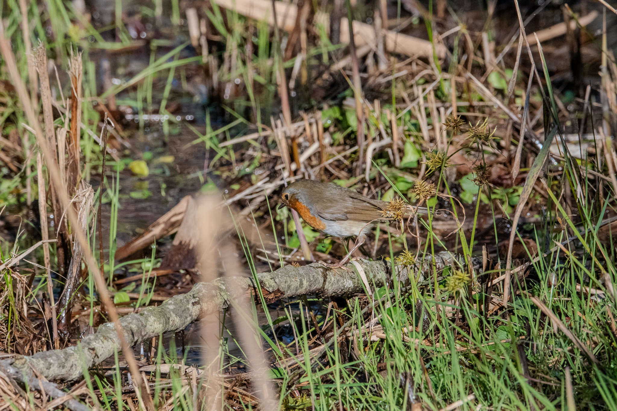 Robin Watching