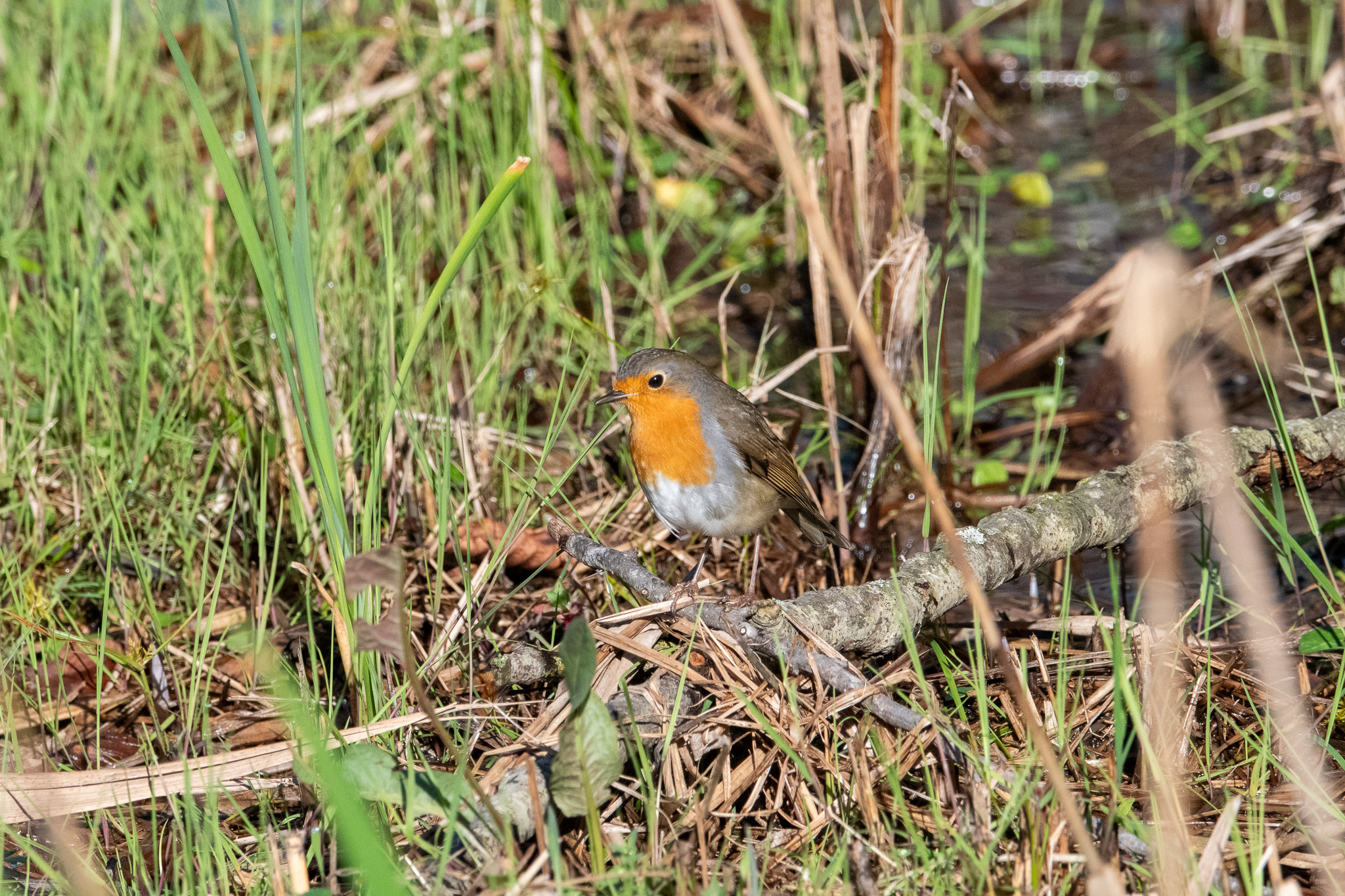 Robin