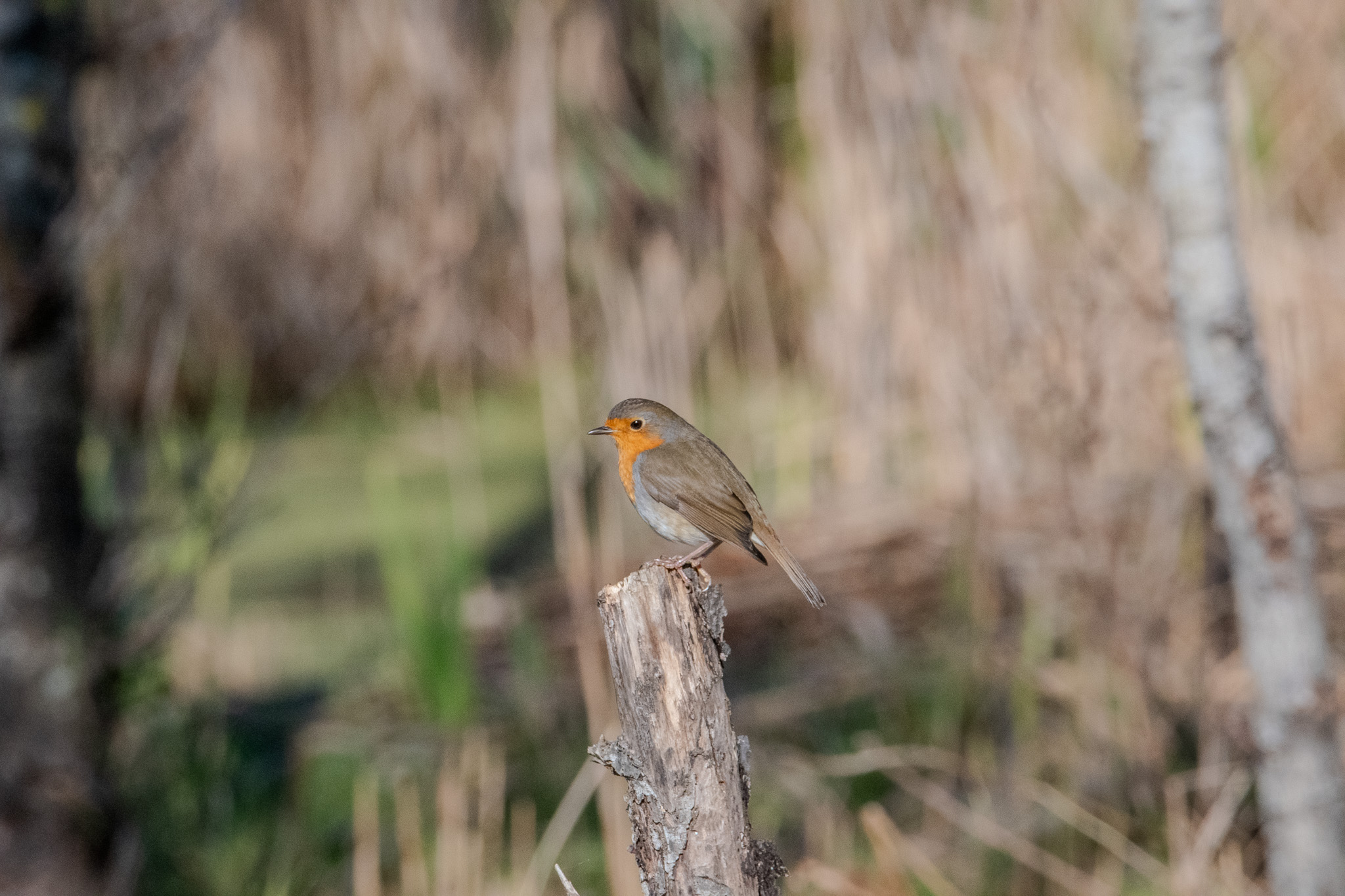 Robin in Waiting
