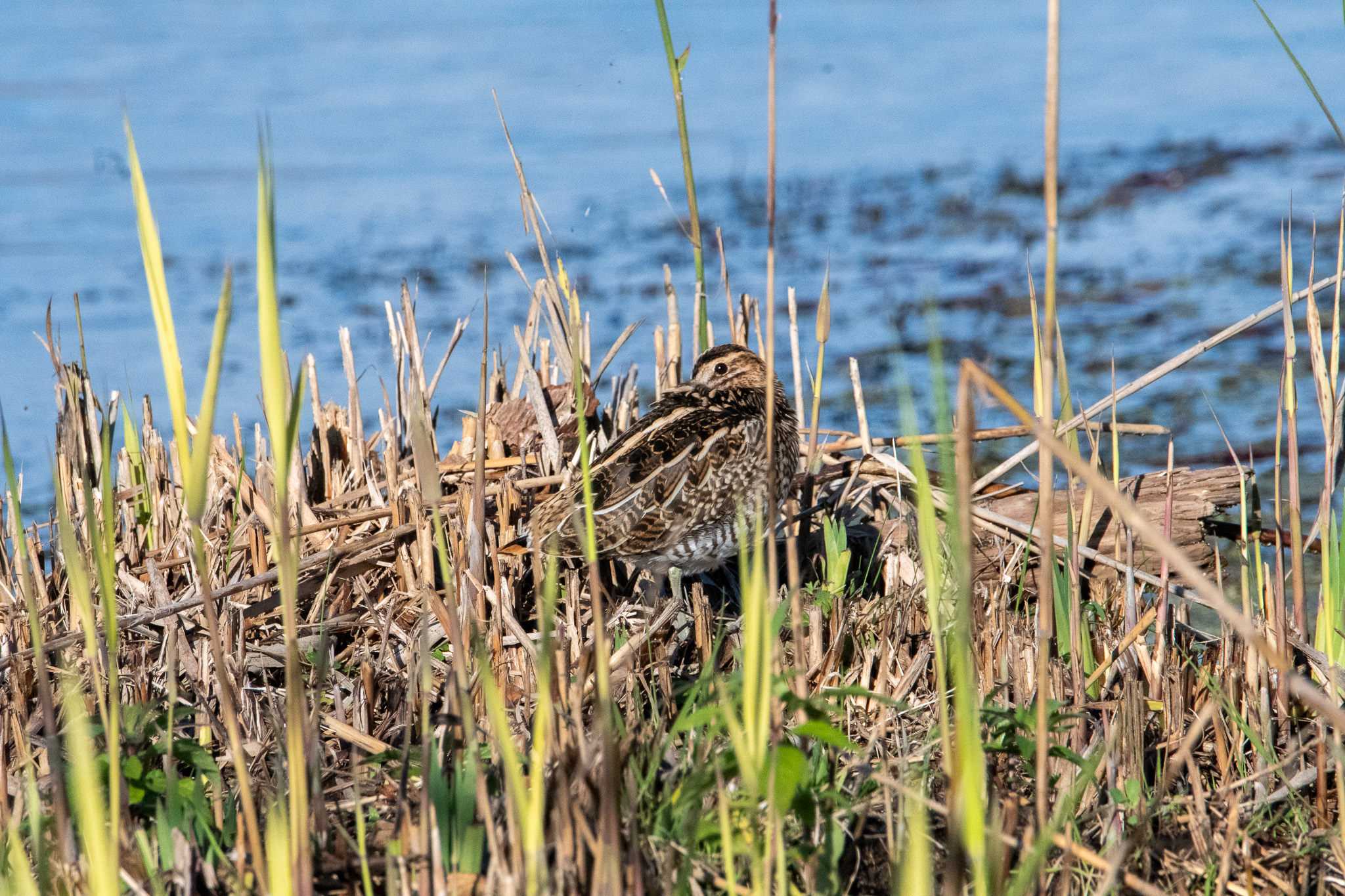 Resting snipe
