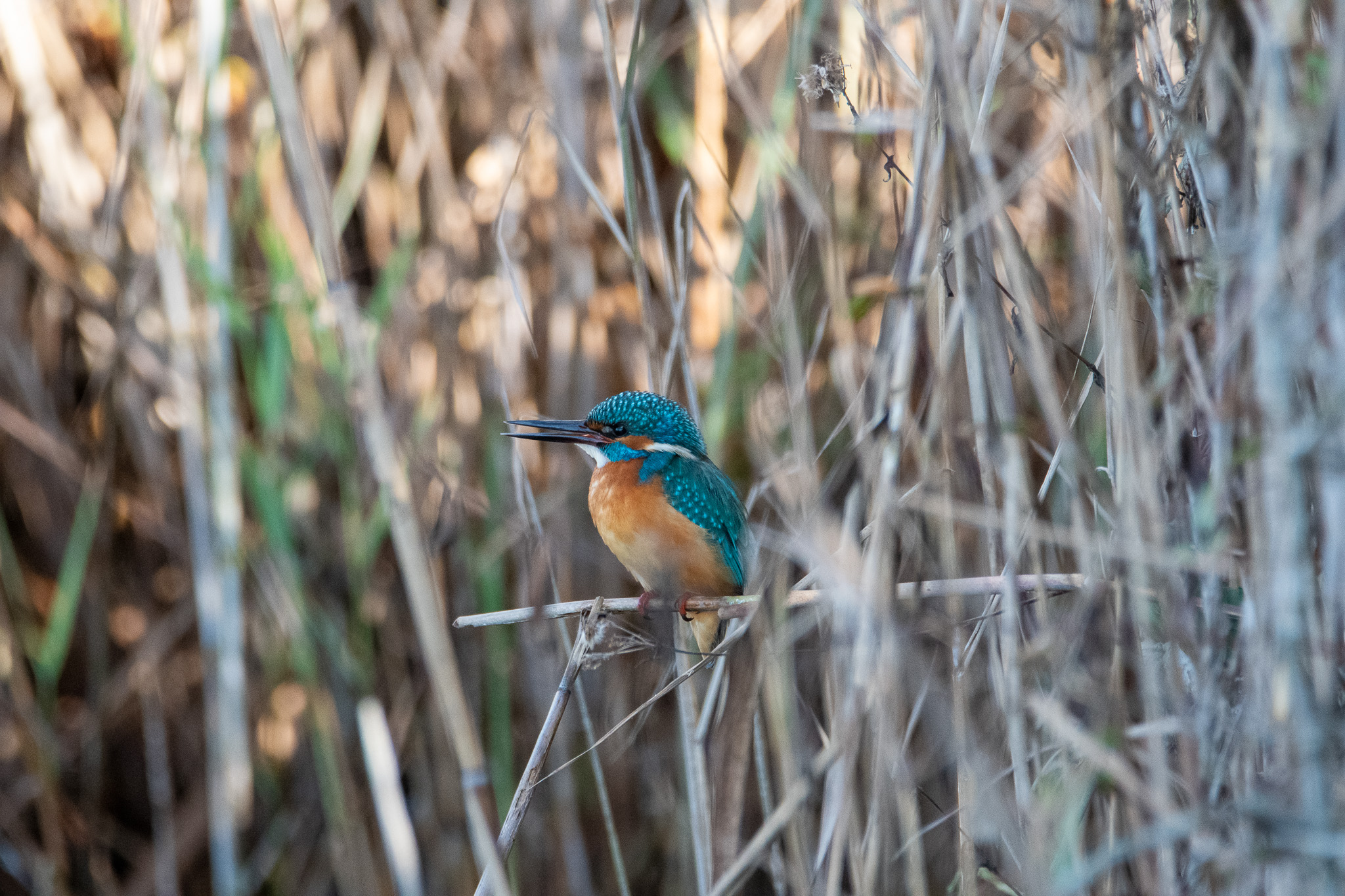 Kingfisher with a slightly open beak