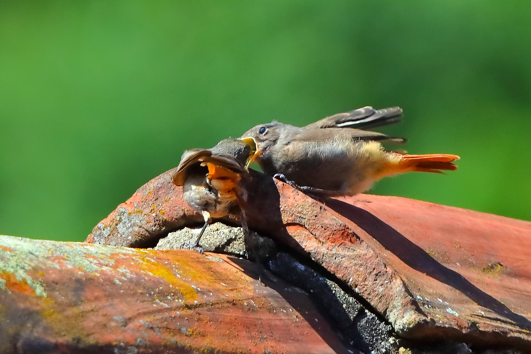 Codirossi S F 09 luglio 2025 - 0042