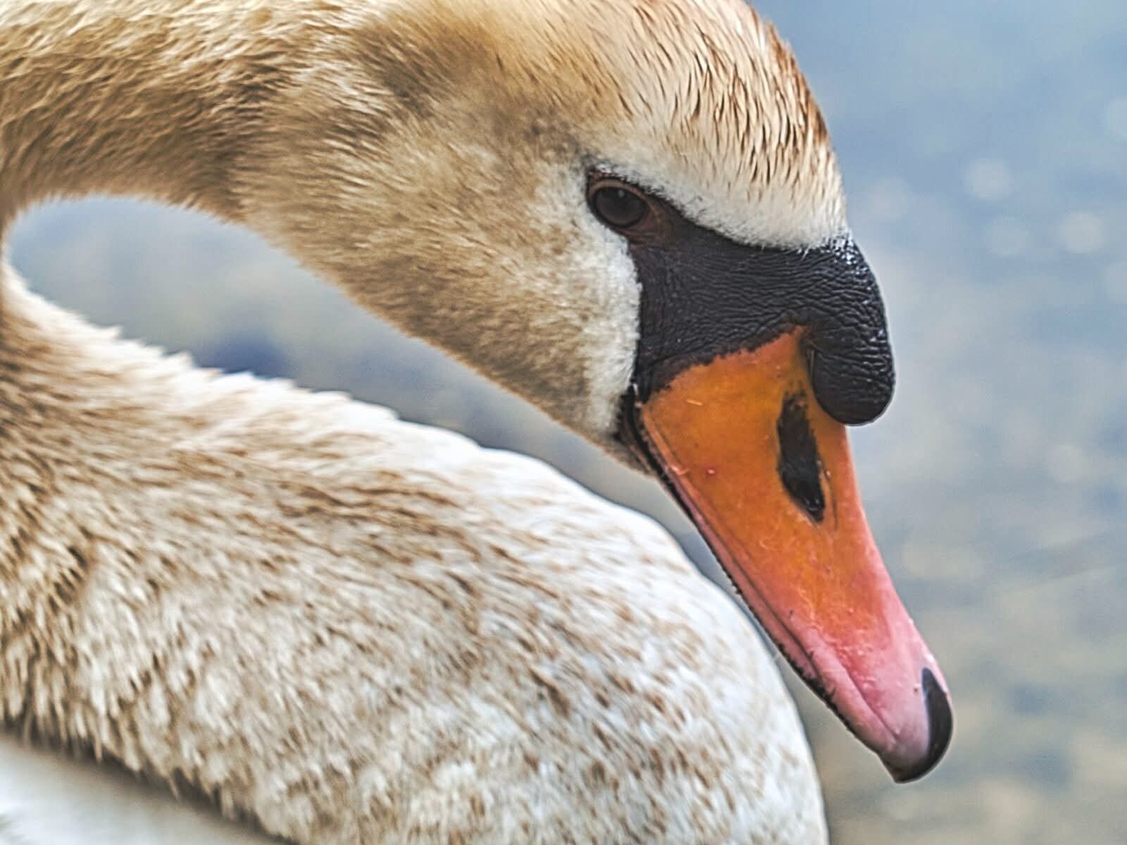 Mute Swan