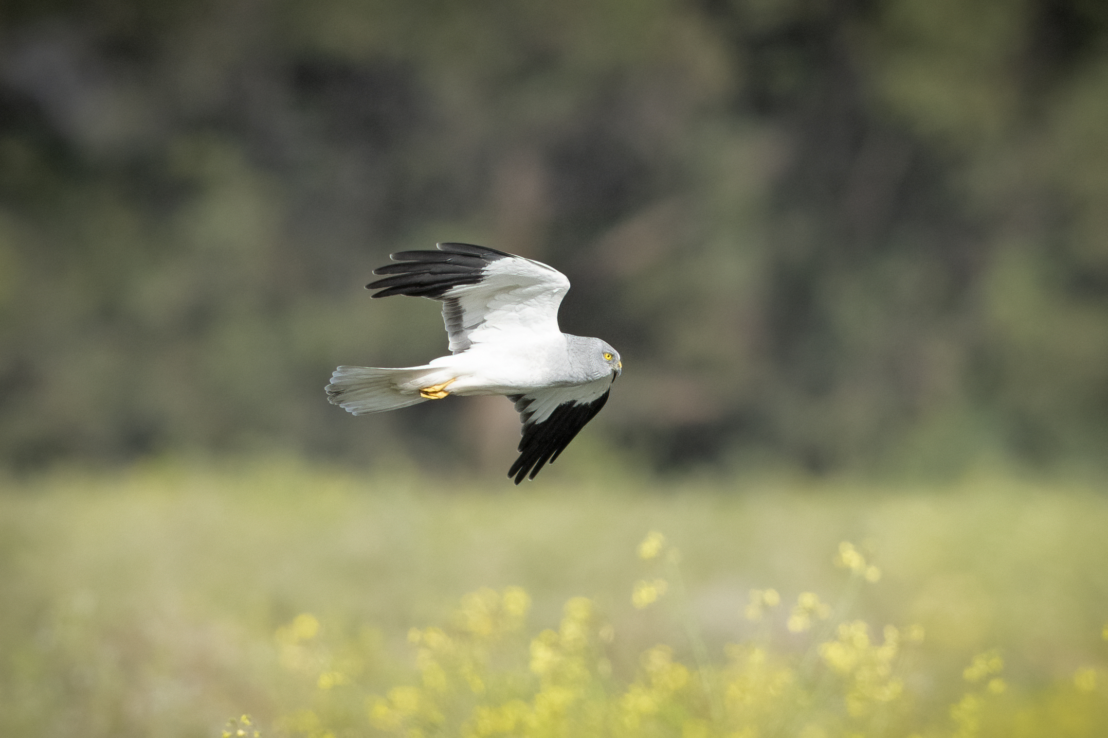 Hen harrier