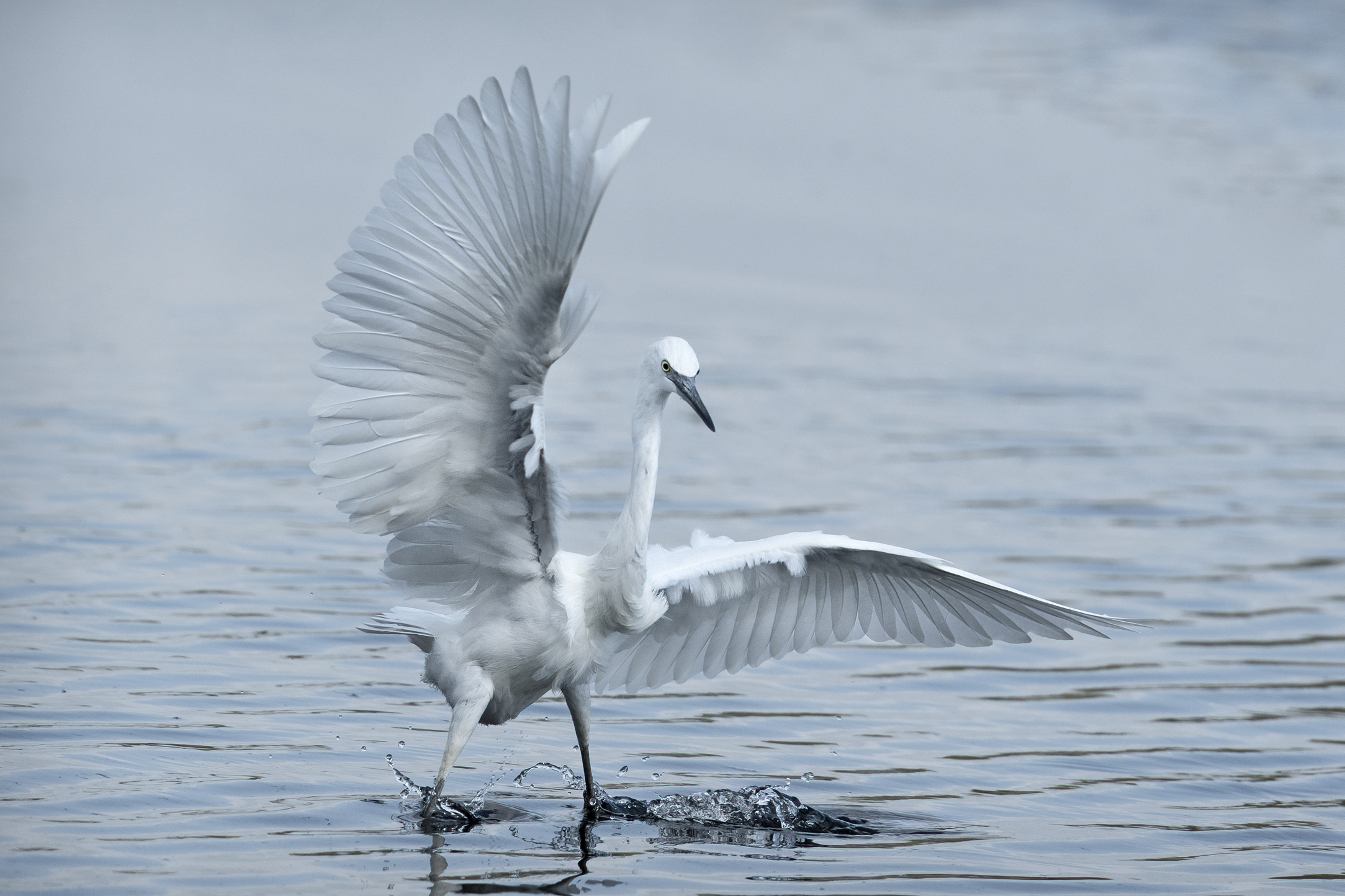 Egret