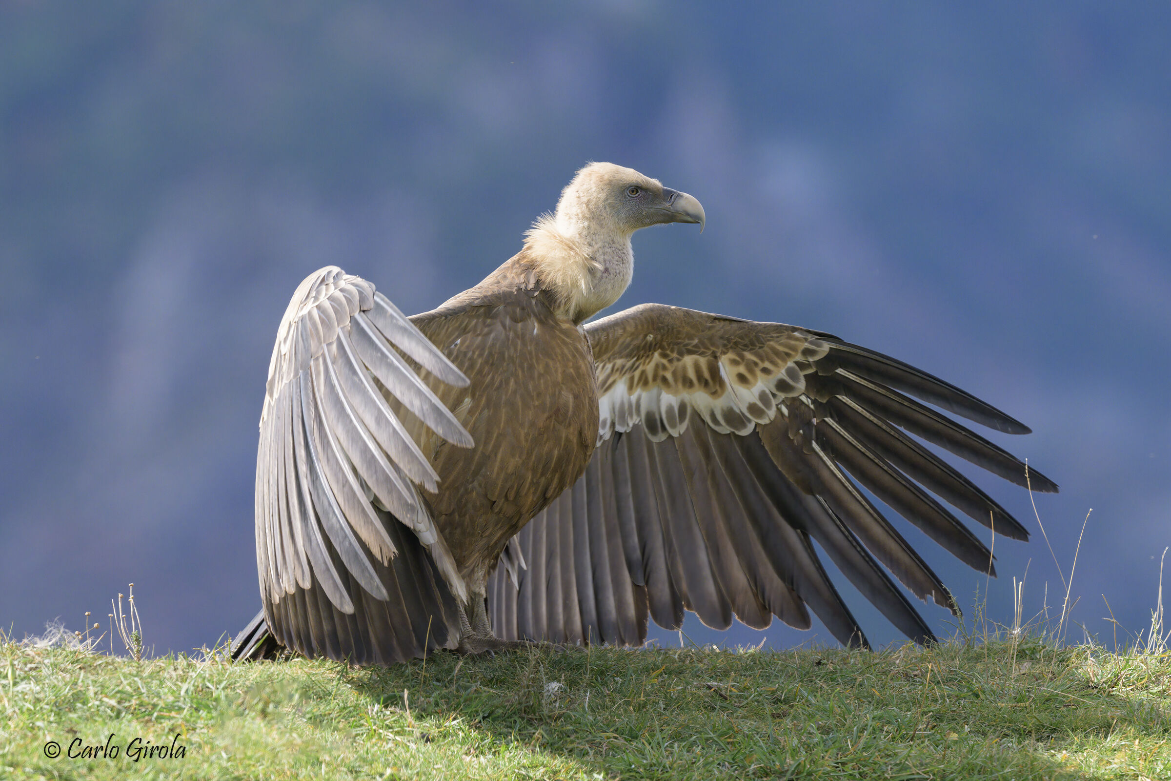 Grifone (Gyps fulvus)