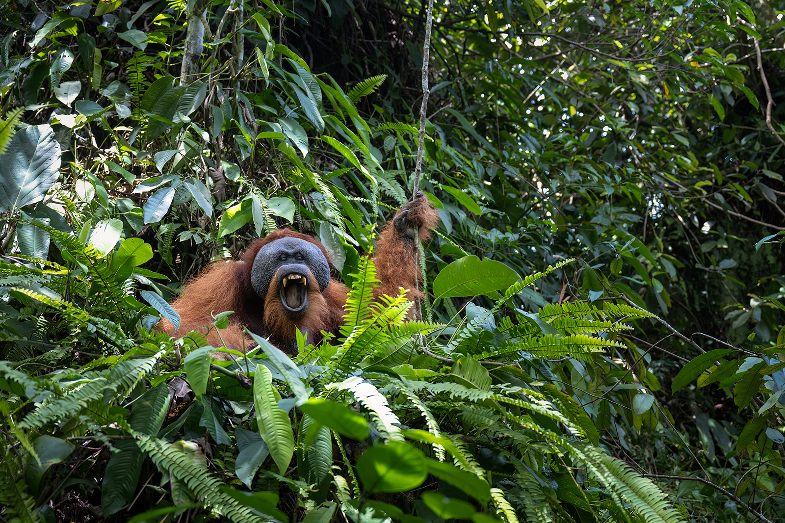 Orango maschio nel pieno della maturità Sumatra