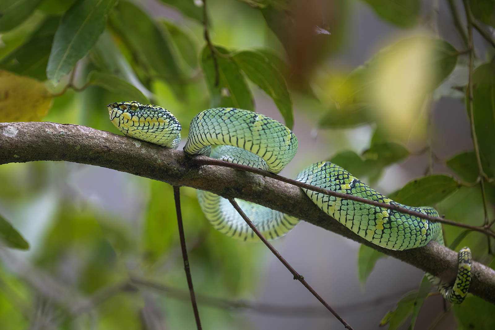 Dettaglio di una vipera nella flora di Sumatra