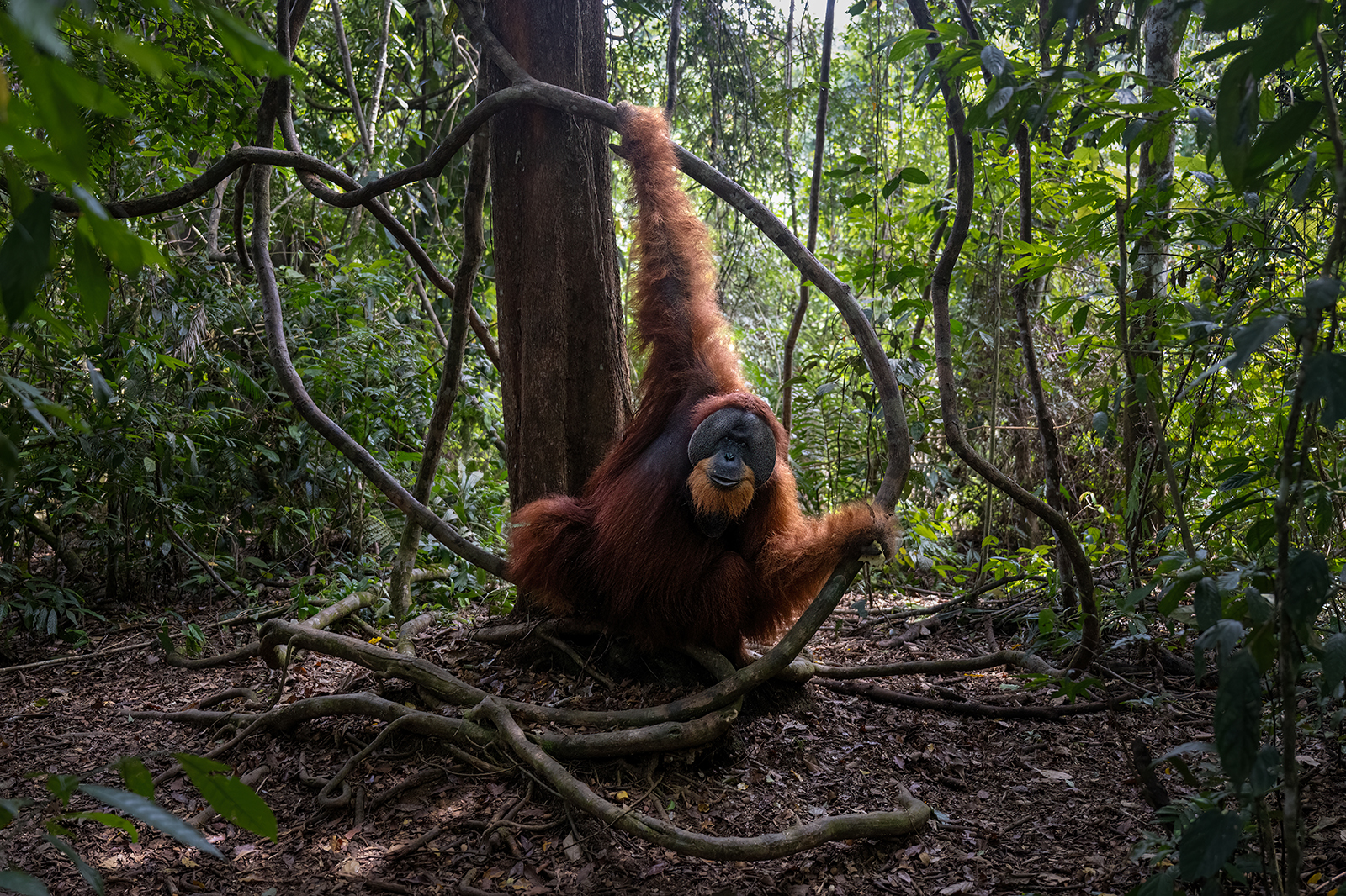 Ritratto di un maschio dominante di orango