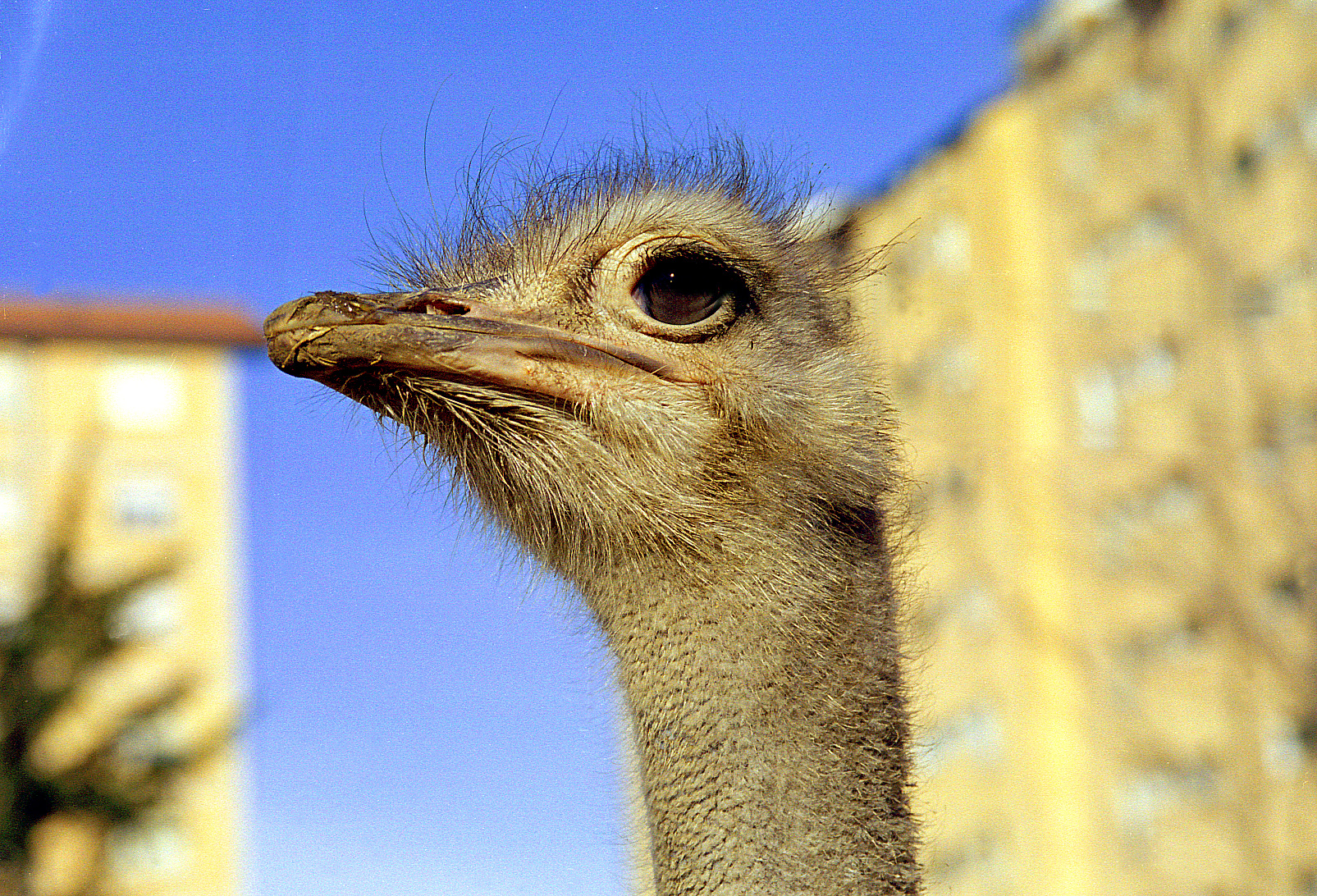 Ostrich... urban
