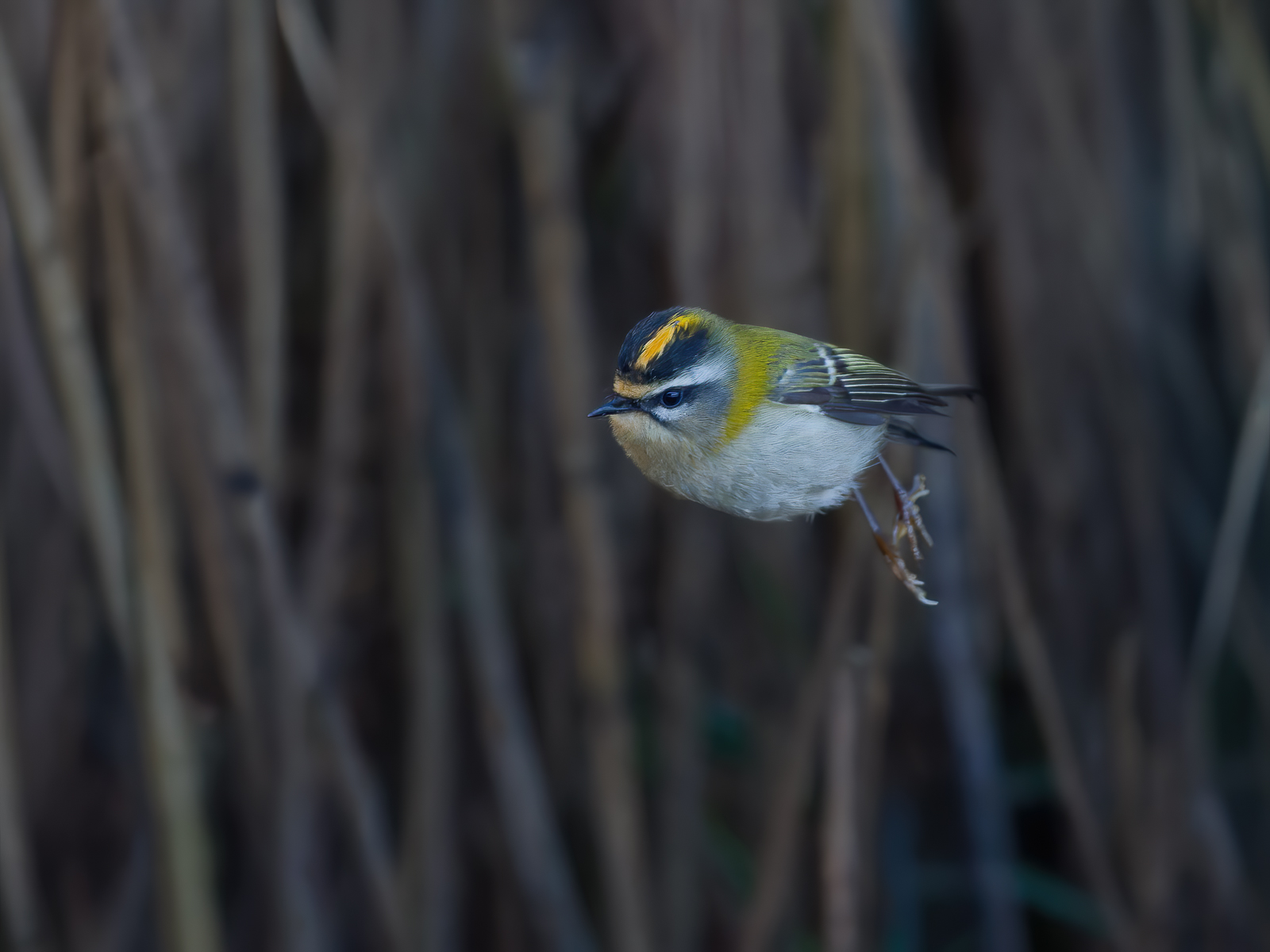 Il Piccolo Fiorrancino in volo