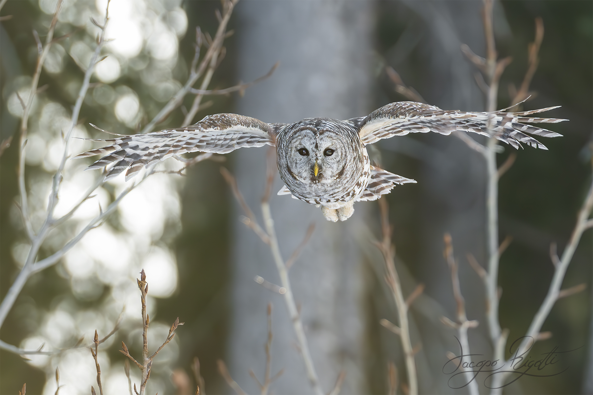 Barred tawny owl