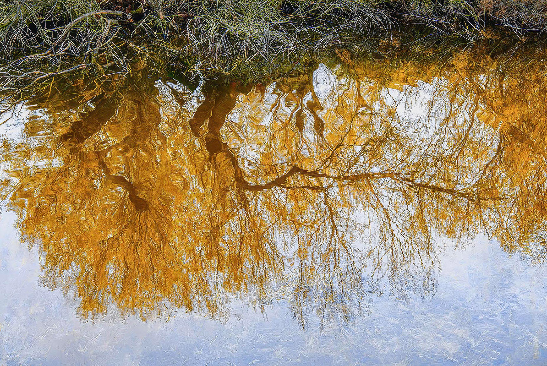 Riflessi di tamerici autunnali