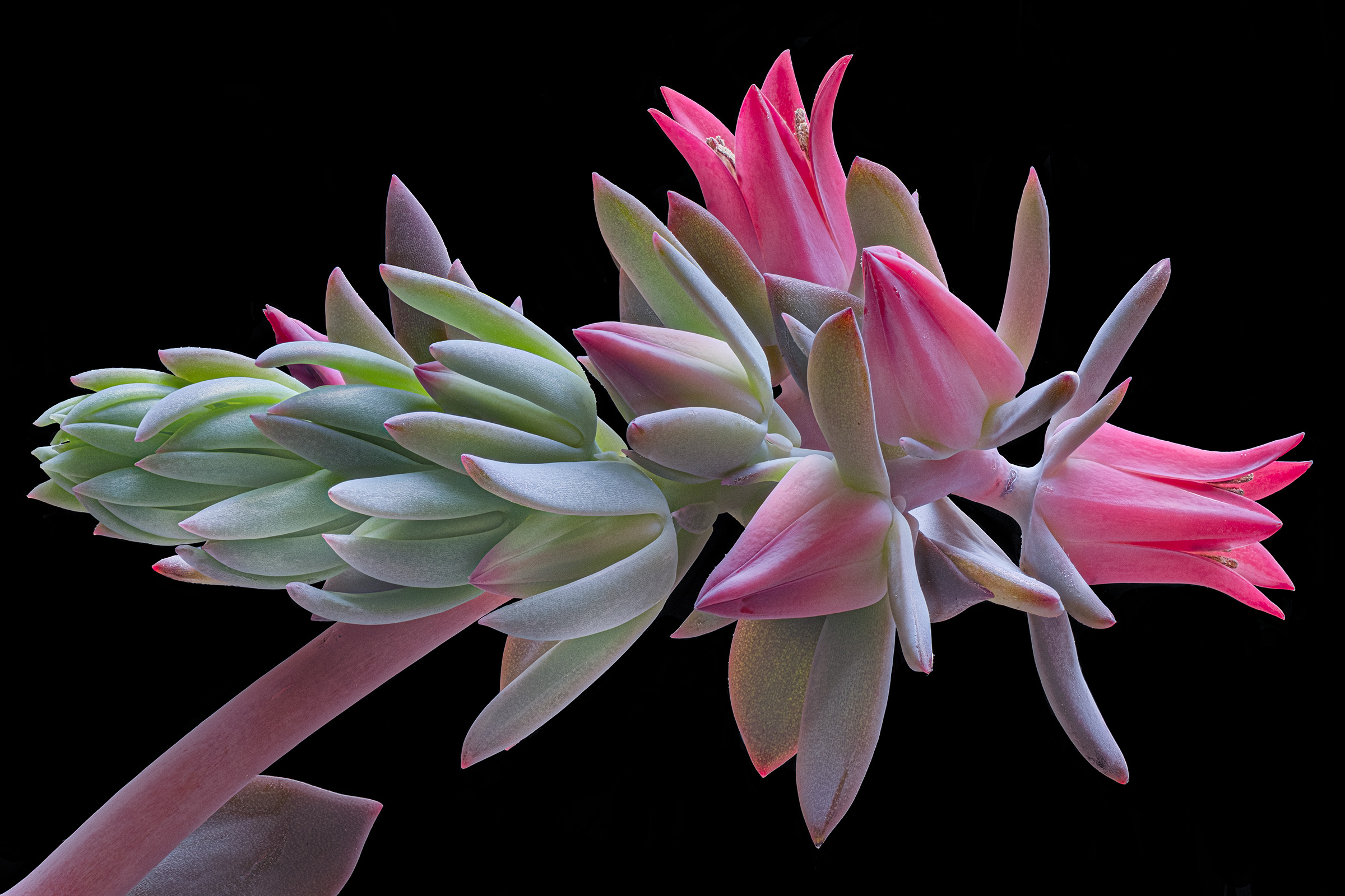 Echeveria (runyonii?)