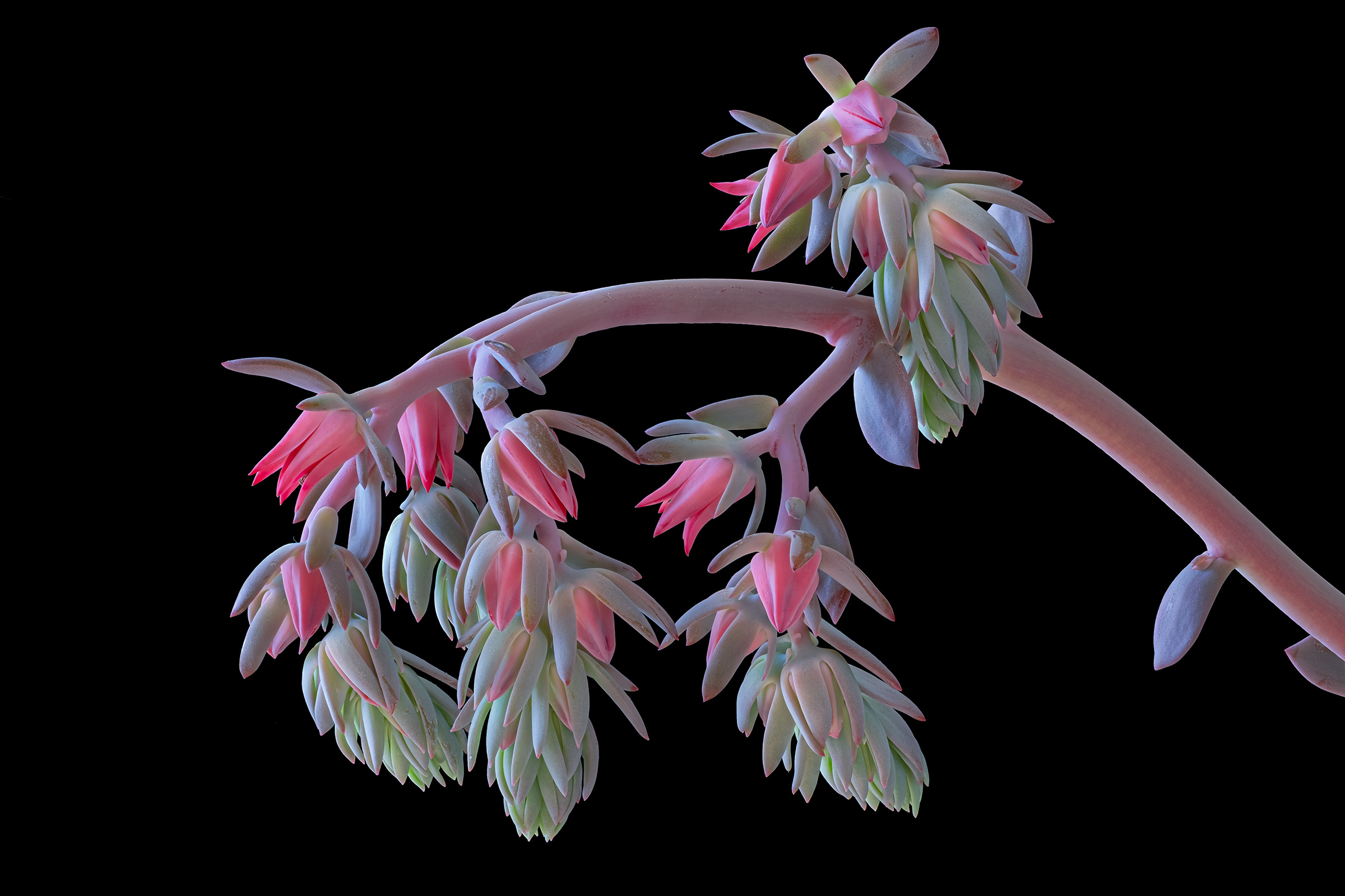 Echeveria delicate bloom