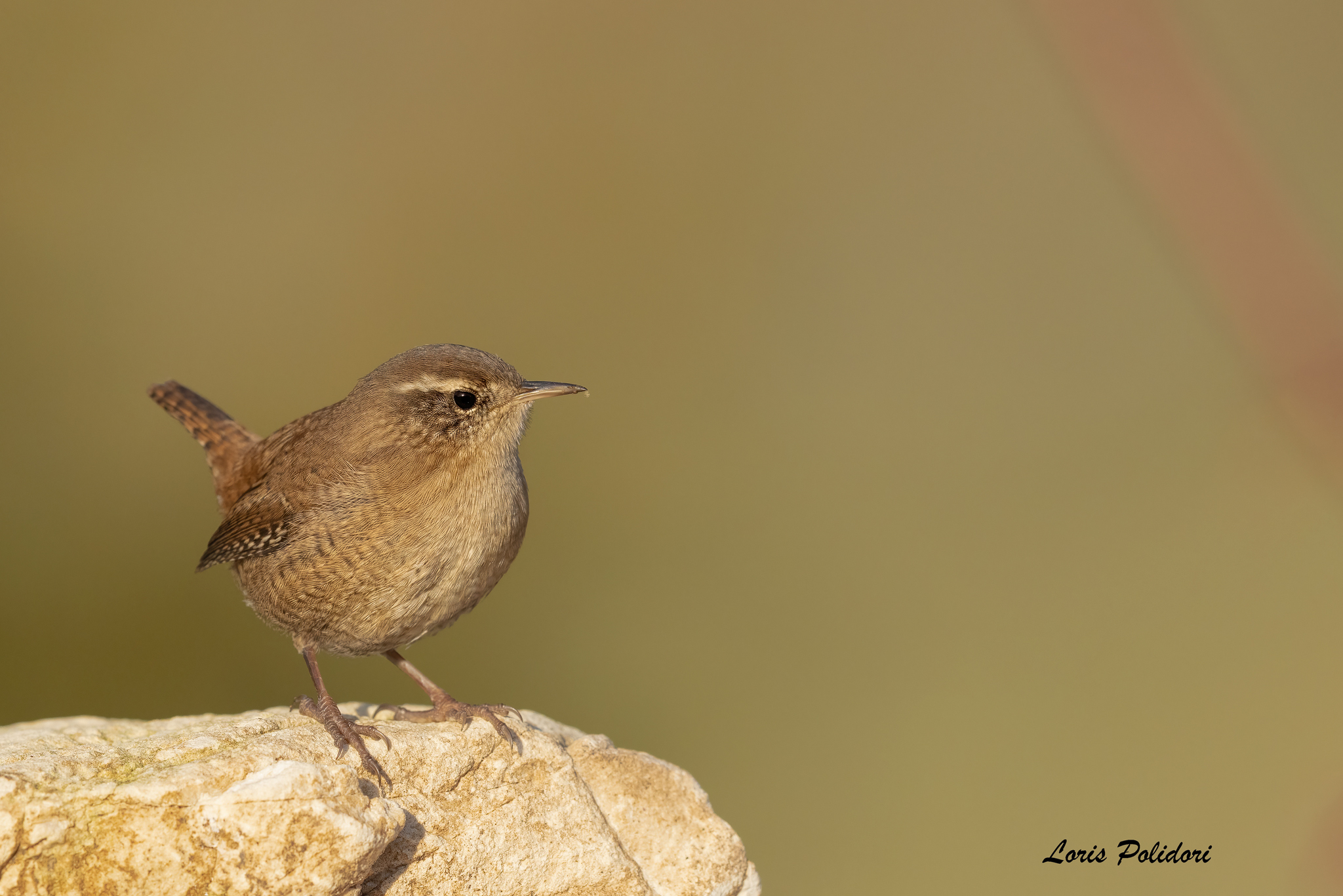 Wren